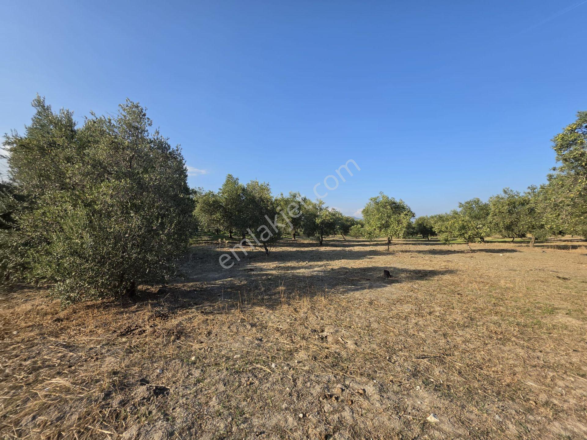 Akhisar Bünyani Osmaniye'de 2.800 M² Satılık Zeytinlik – Yatırım Fırsatı! — fotoğraf 6