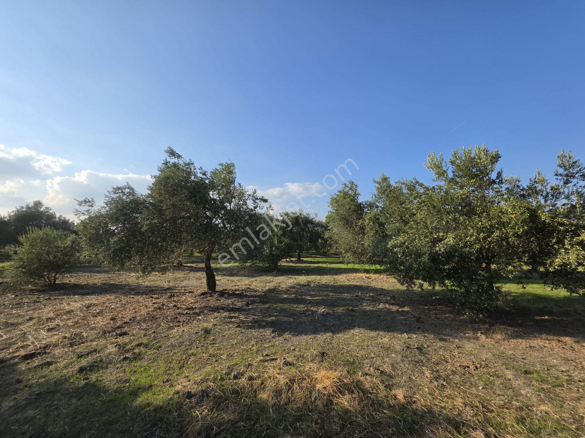 Akhisar Bünyani Osmaniye'de 2.800 M² Satılık Zeytinlik – Yatırım Fırsatı! — fotoğraf 8