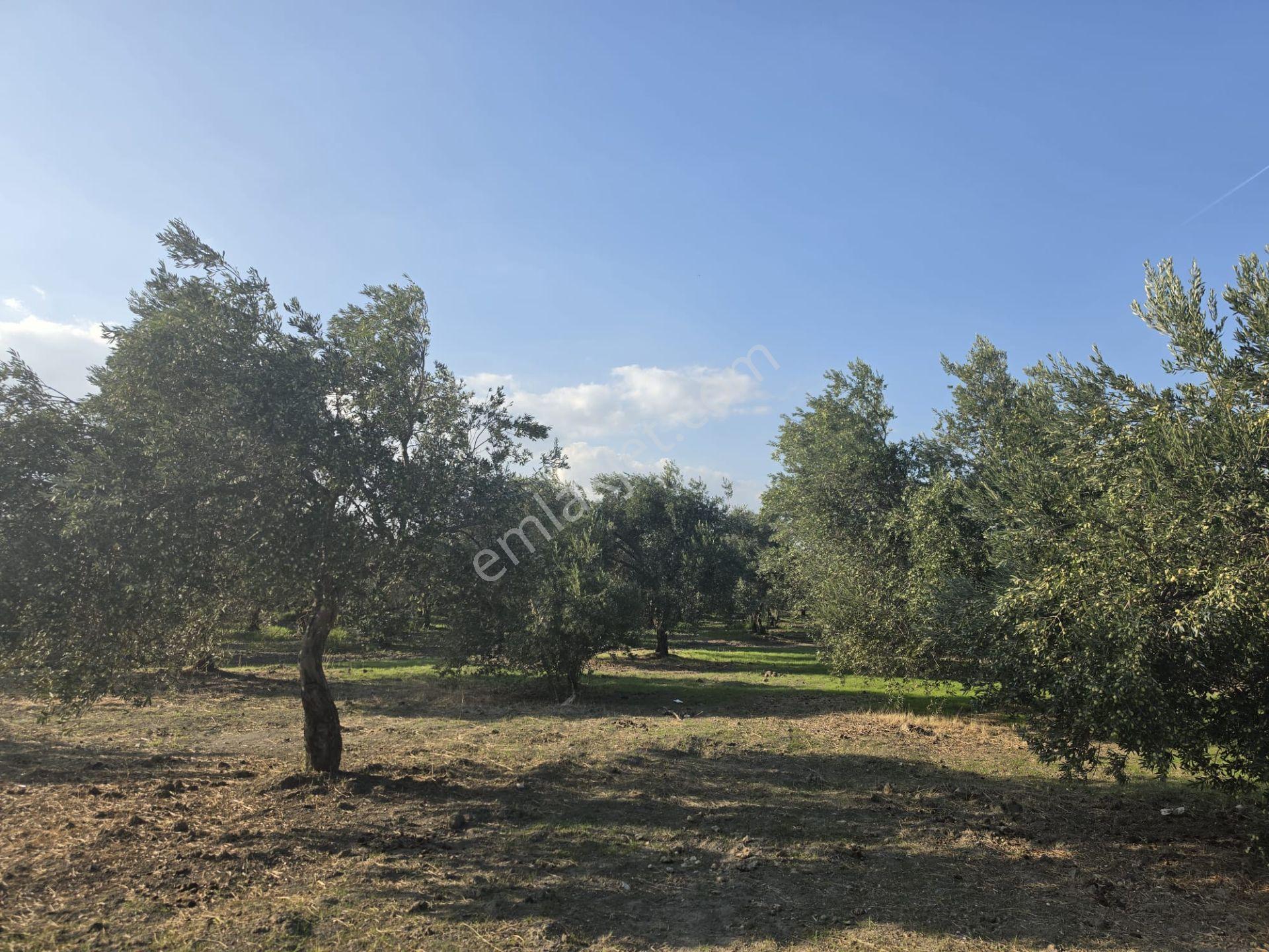 Akhisar Bünyani Osmaniye'de 2.800 M² Satılık Zeytinlik – Yatırım Fırsatı! — fotoğraf 9