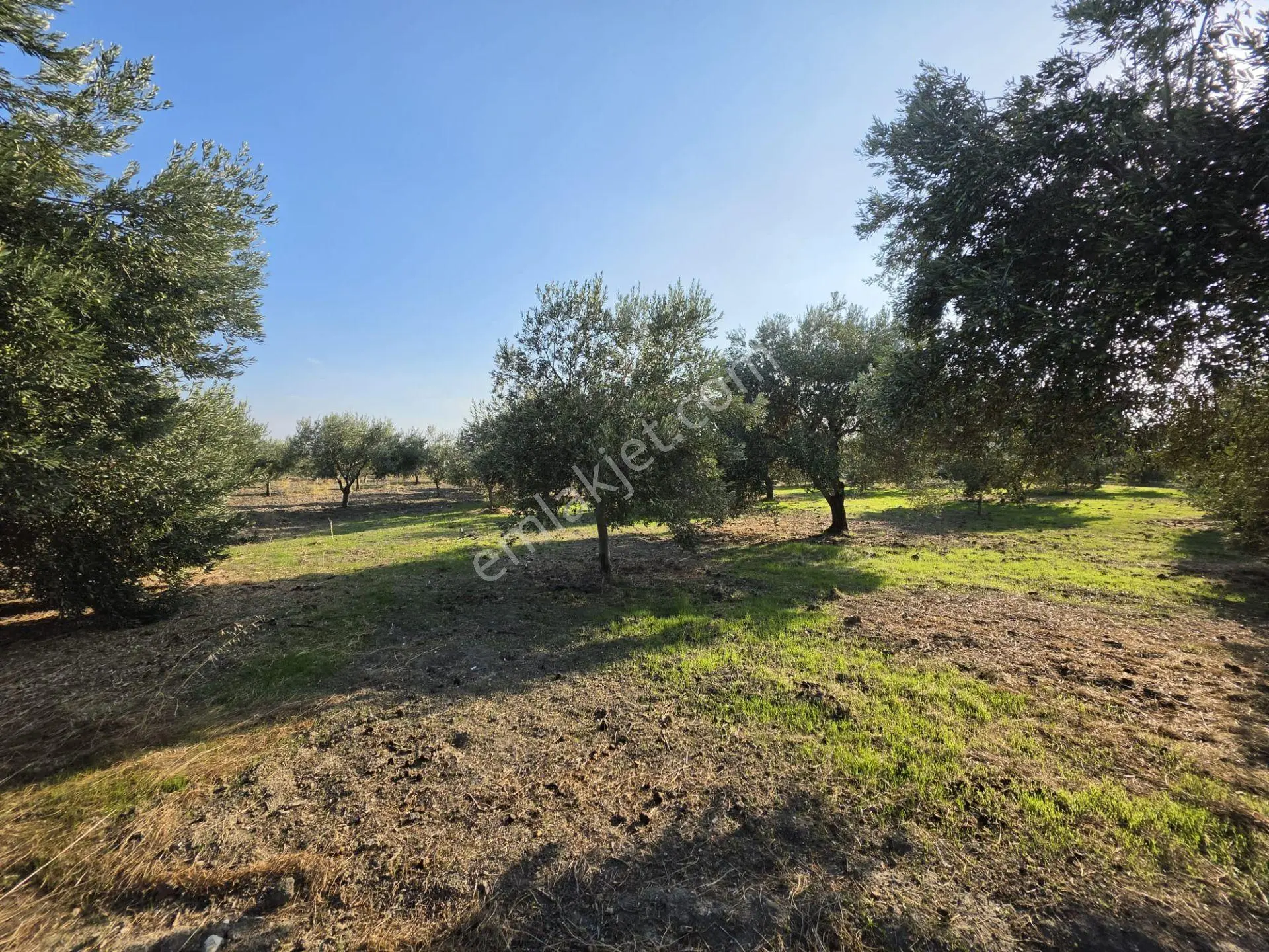 Akhisar Bünyani Osmaniye'de 2.800 M² Satılık Zeytinlik – Yatırım Fırsatı! — fotoğraf 11