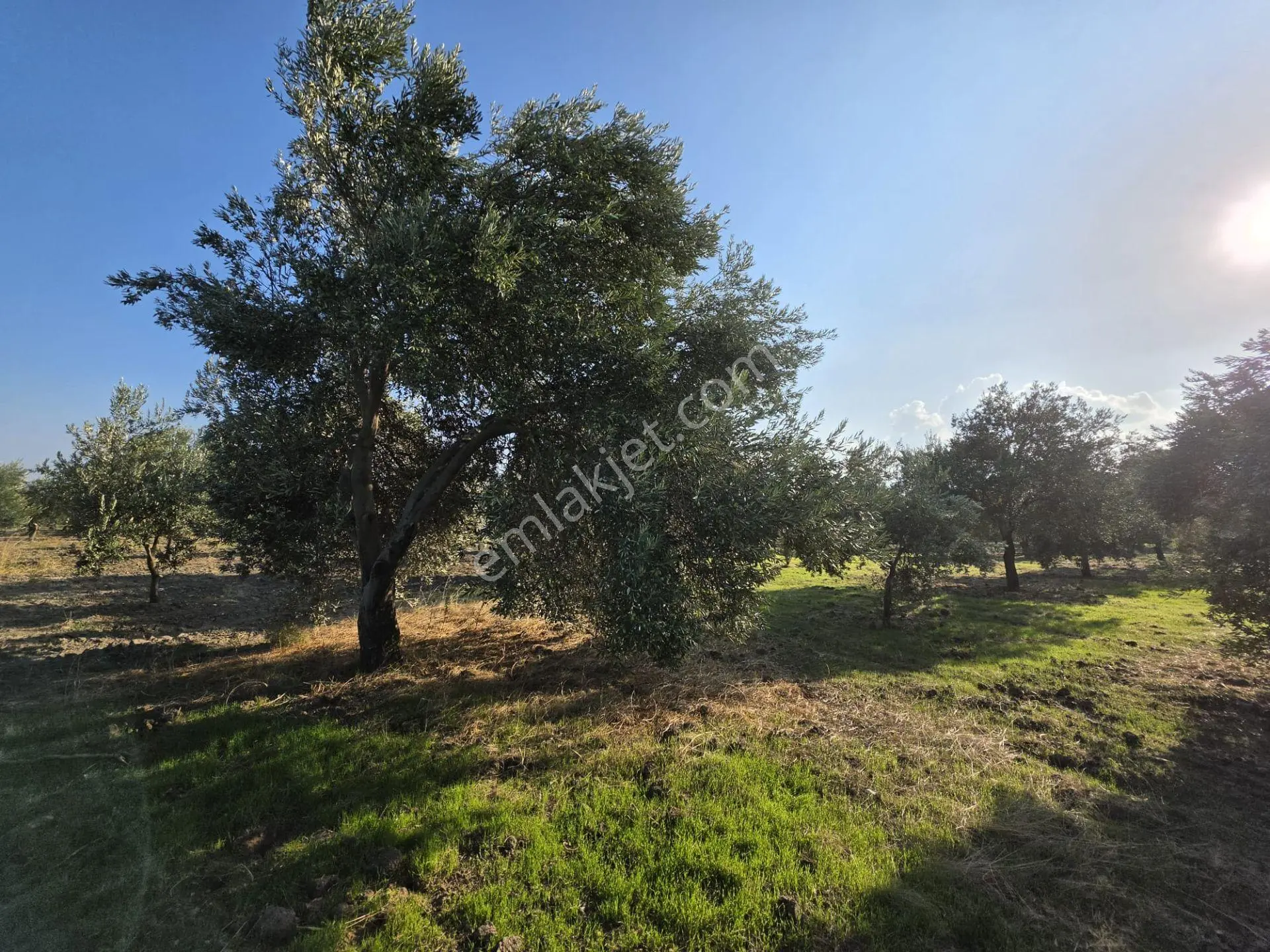 Akhisar Bünyani Osmaniye'de 2.800 M² Satılık Zeytinlik – Yatırım Fırsatı! — fotoğraf 12