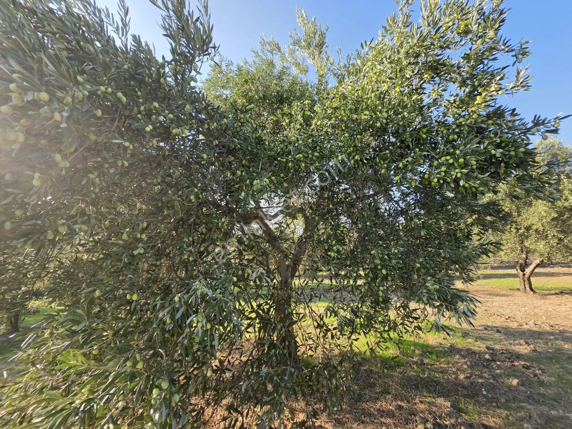 Akhisar Bünyani Osmaniye'de 2.800 M² Satılık Zeytinlik – Yatırım Fırsatı! — fotoğraf 13