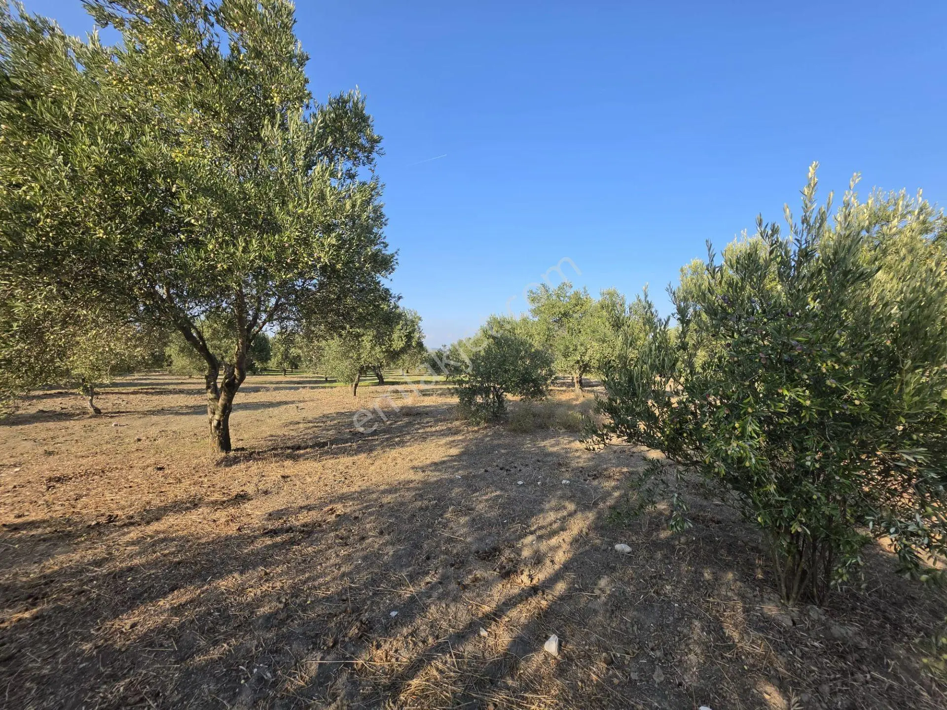 Akhisar Bünyani Osmaniye'de 2.800 M² Satılık Zeytinlik – Yatırım Fırsatı! — fotoğraf 14