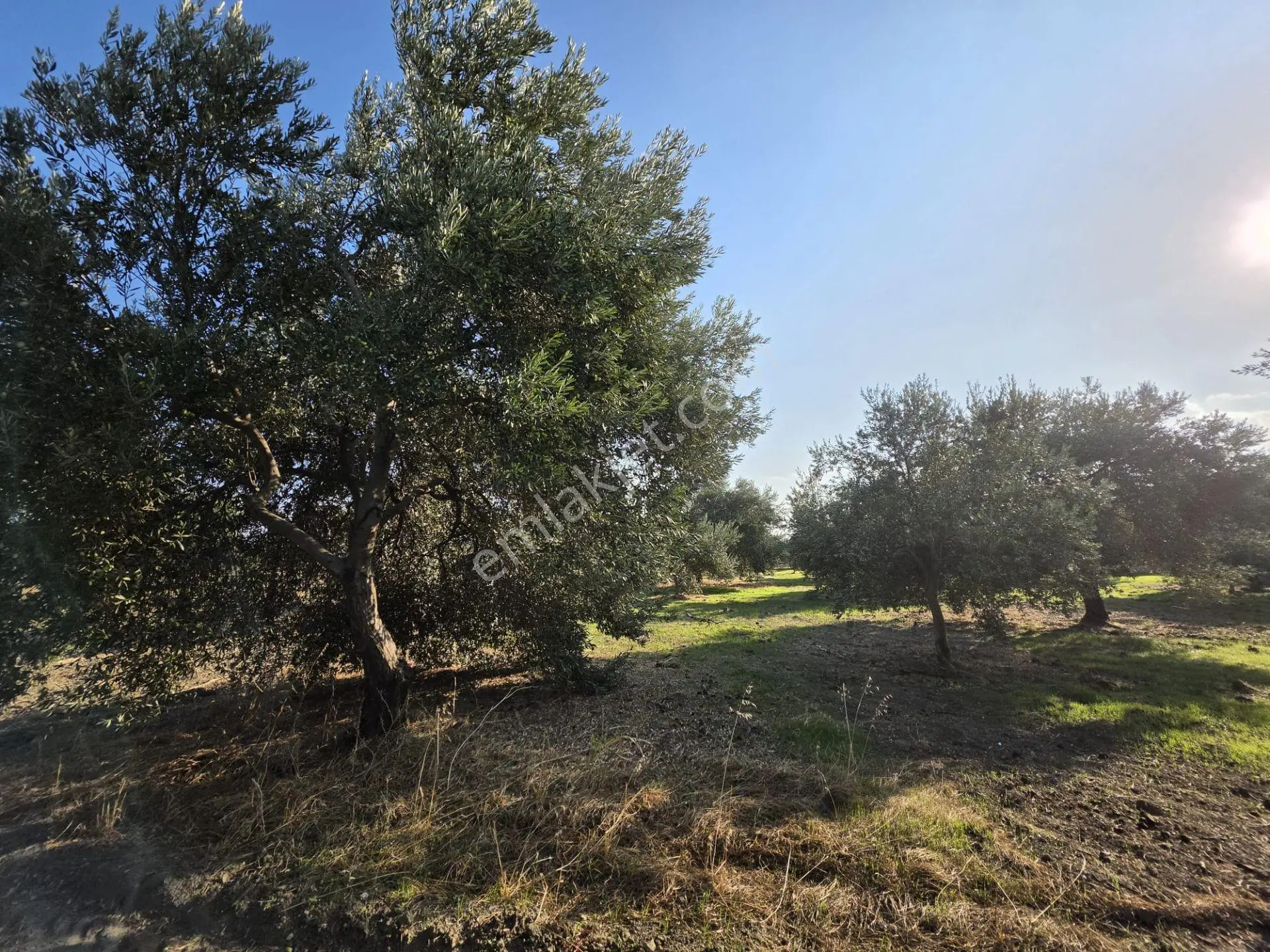 Akhisar Bünyani Osmaniye'de 2.800 M² Satılık Zeytinlik – Yatırım Fırsatı! — fotoğraf 15