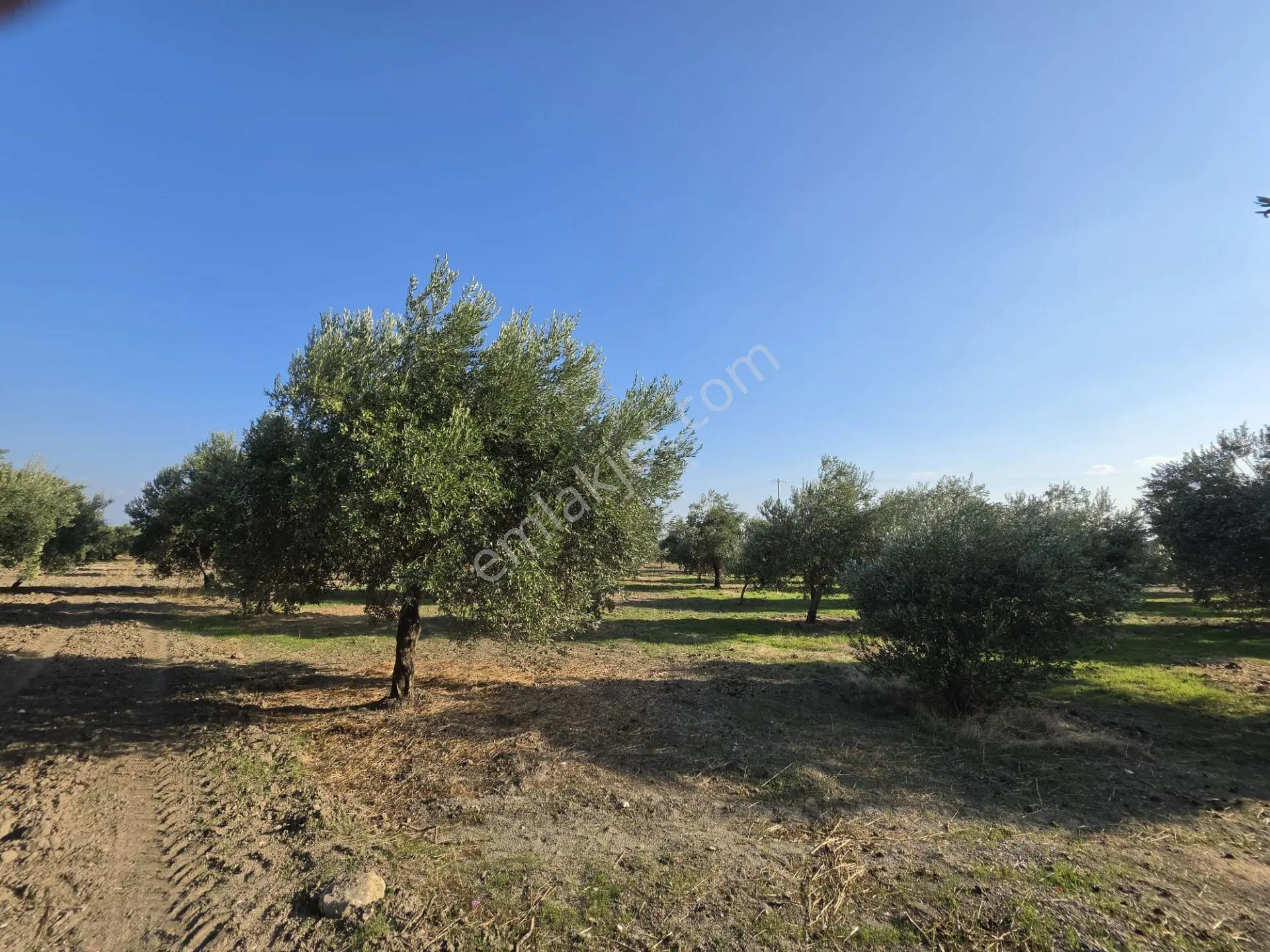 Akhisar Bünyani Osmaniye'de 2.800 M² Satılık Zeytinlik – Yatırım Fırsatı! — fotoğraf 16