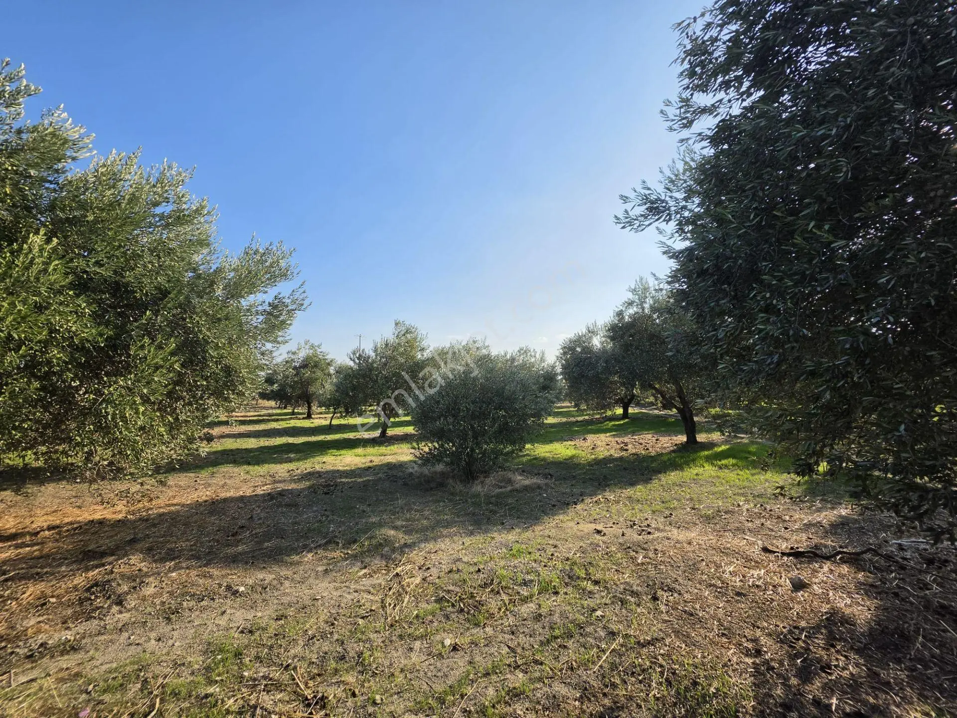 Akhisar Bünyani Osmaniye'de 2.800 M² Satılık Zeytinlik – Yatırım Fırsatı! — fotoğraf 17
