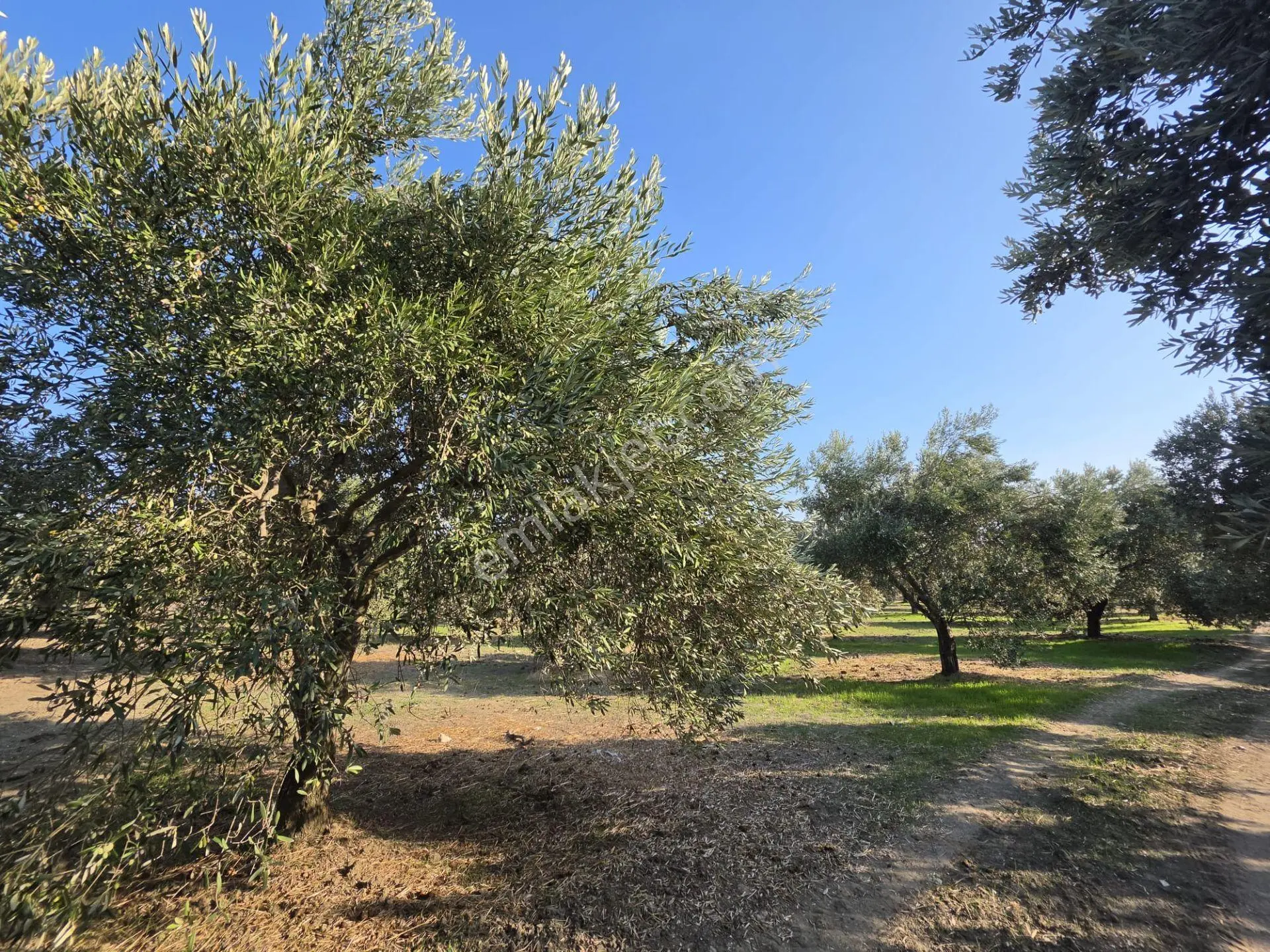 Akhisar Bünyani Osmaniye'de 2.800 M² Satılık Zeytinlik – Yatırım Fırsatı! — fotoğraf 18