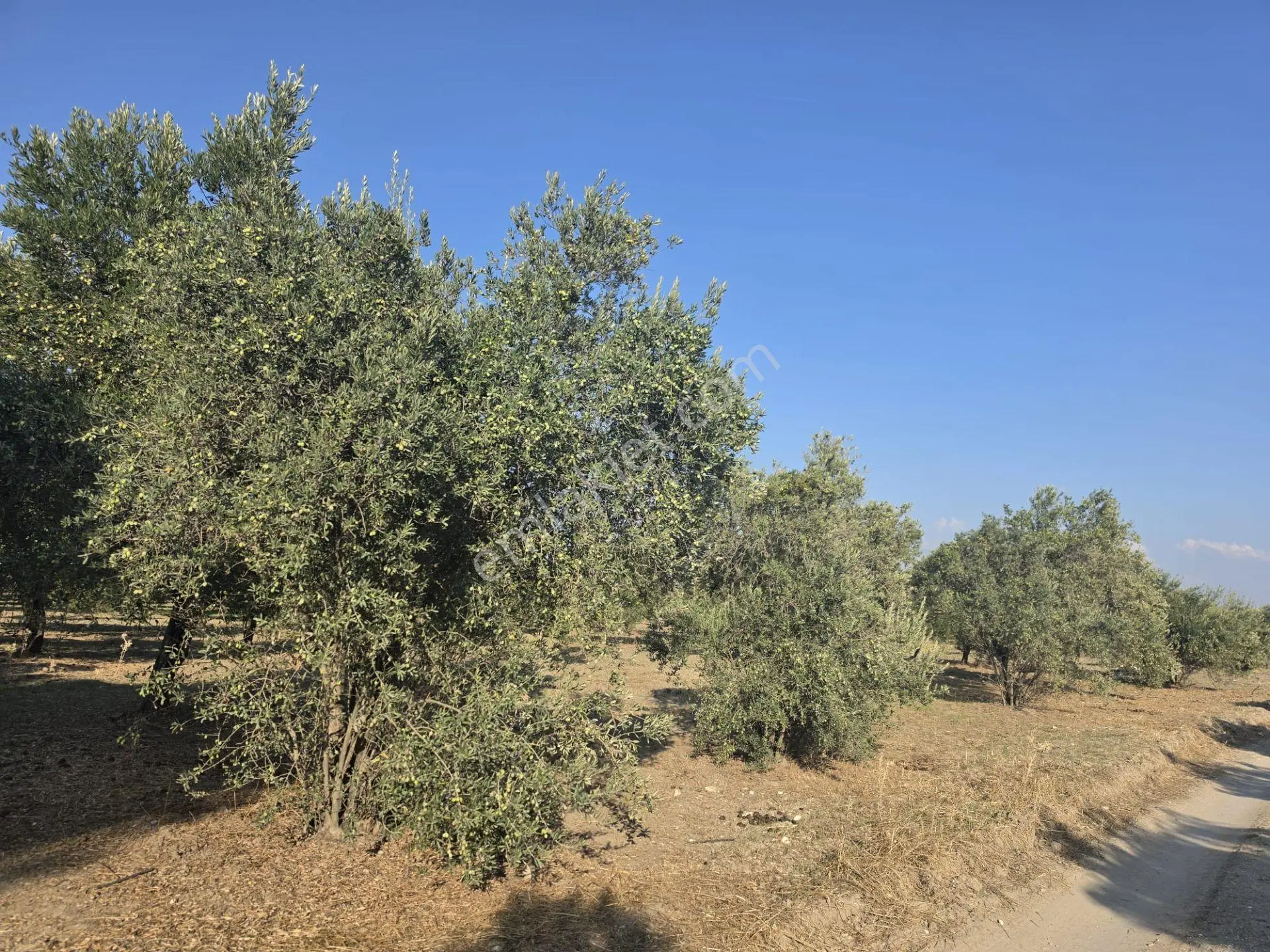 Akhisar Bünyani Osmaniye'de 2.800 M² Satılık Zeytinlik – Yatırım Fırsatı! — fotoğraf 19