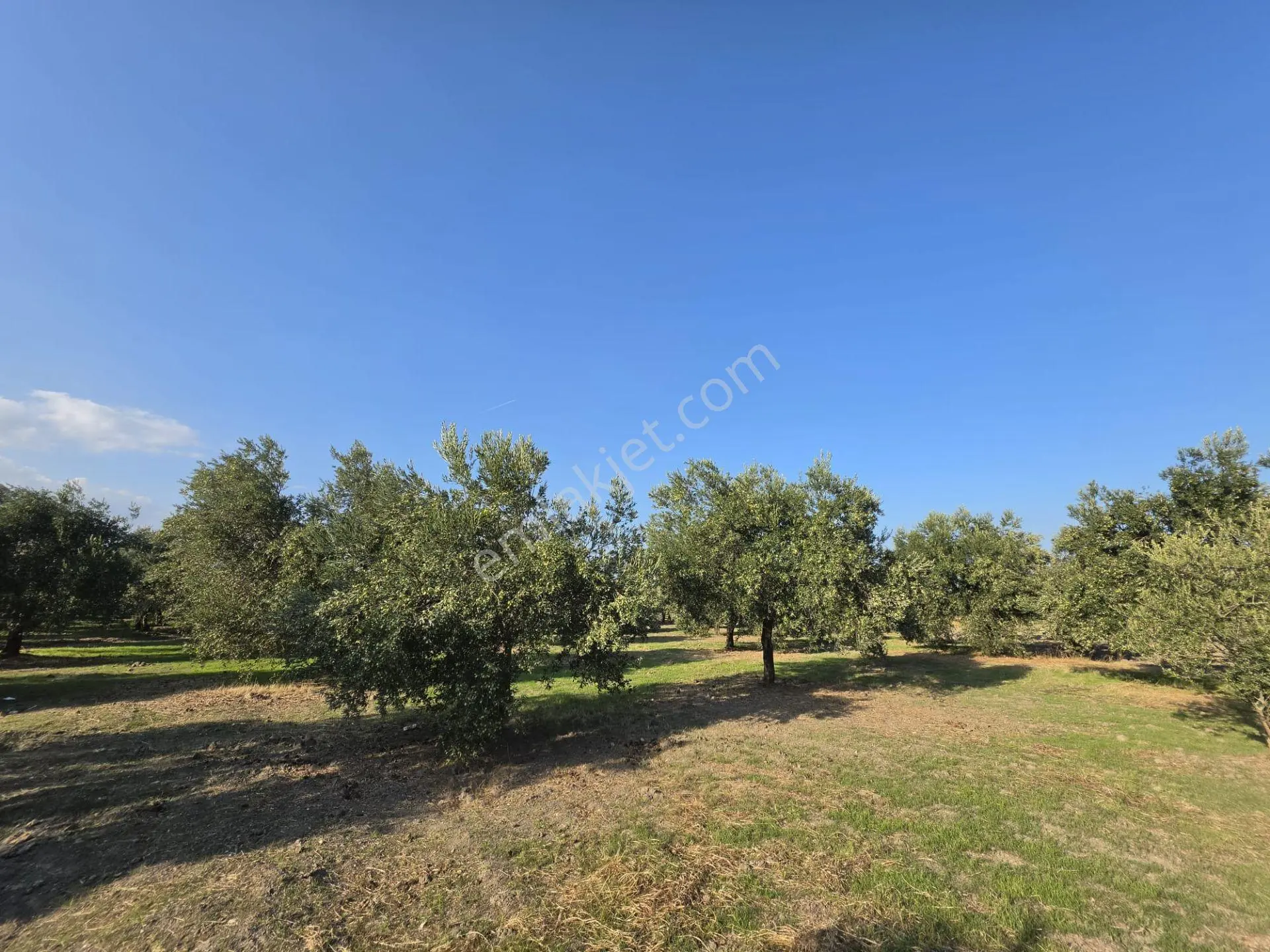 Akhisar Bünyani Osmaniye'de 2.800 M² Satılık Zeytinlik – Yatırım Fırsatı! — fotoğraf 20