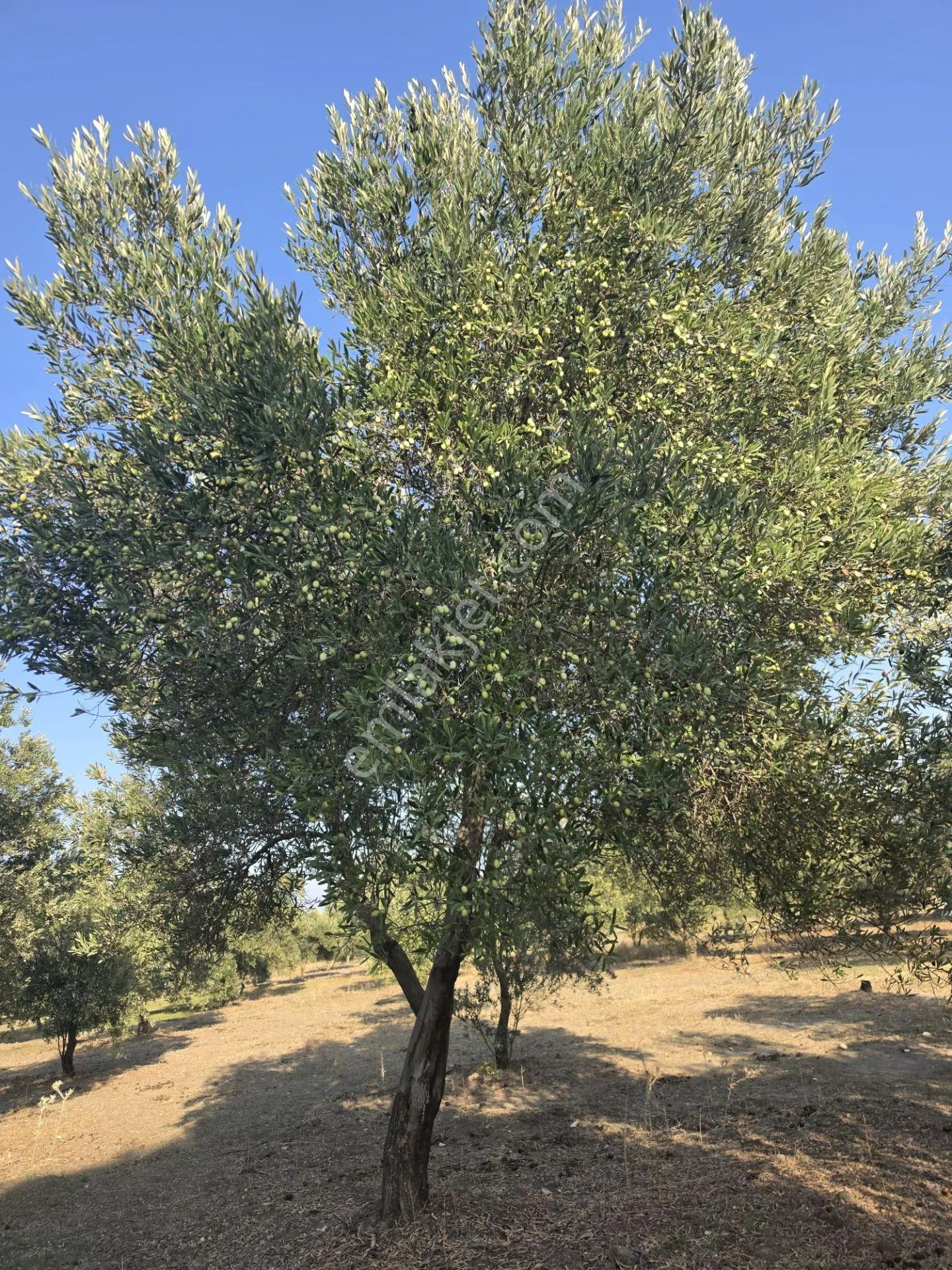 Akhisar Bünyani Osmaniye'de 2.800 M² Satılık Zeytinlik – Yatırım Fırsatı! — fotoğraf 21