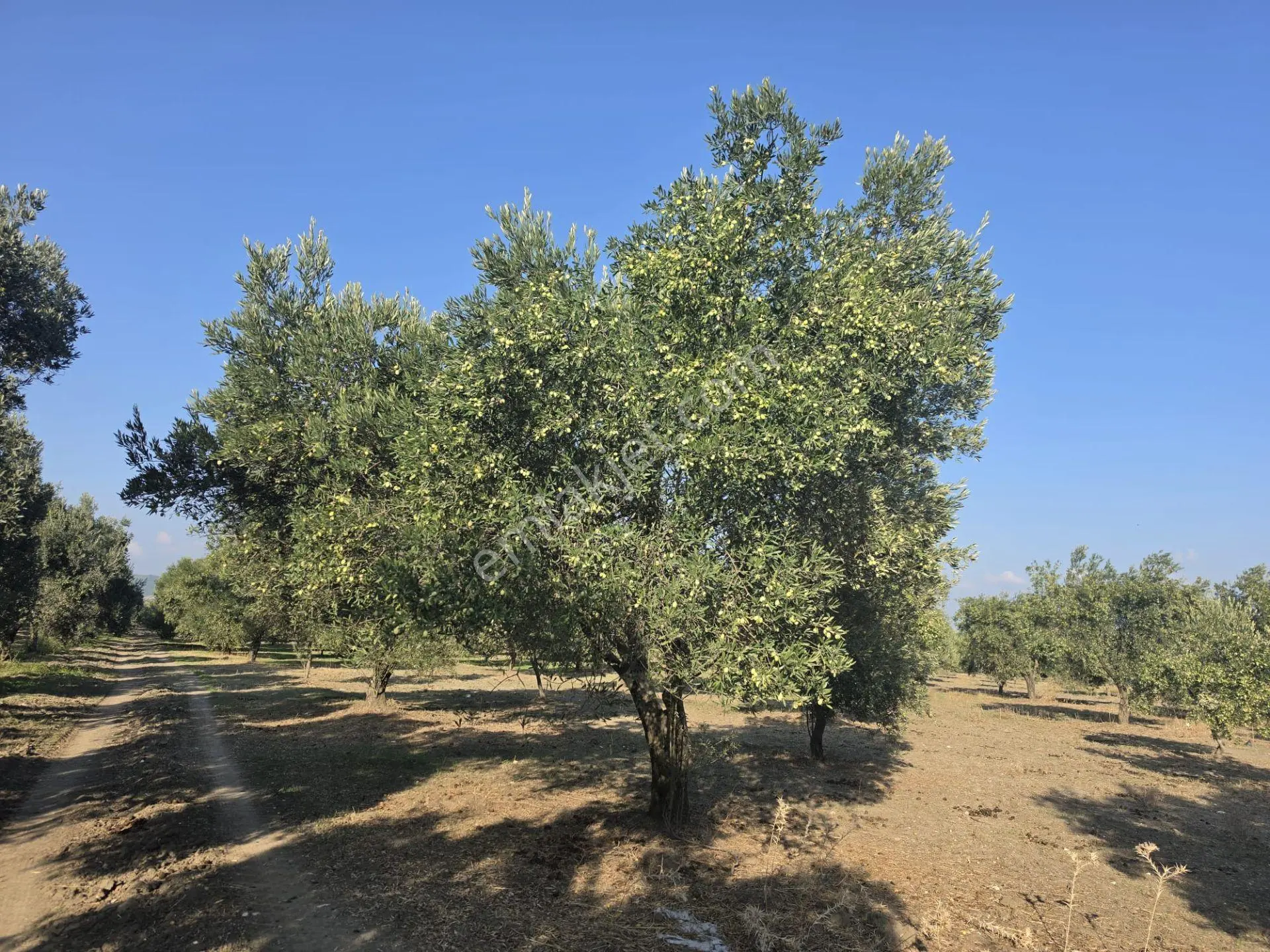 Akhisar Bünyani Osmaniye'de 2.800 M² Satılık Zeytinlik – Yatırım Fırsatı! — fotoğraf 22