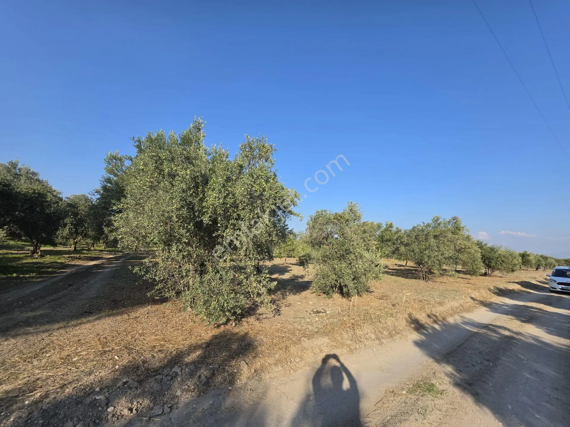 Akhisar Bünyani Osmaniye'de 2.800 M² Satılık Zeytinlik – Yatırım Fırsatı! — fotoğraf 23