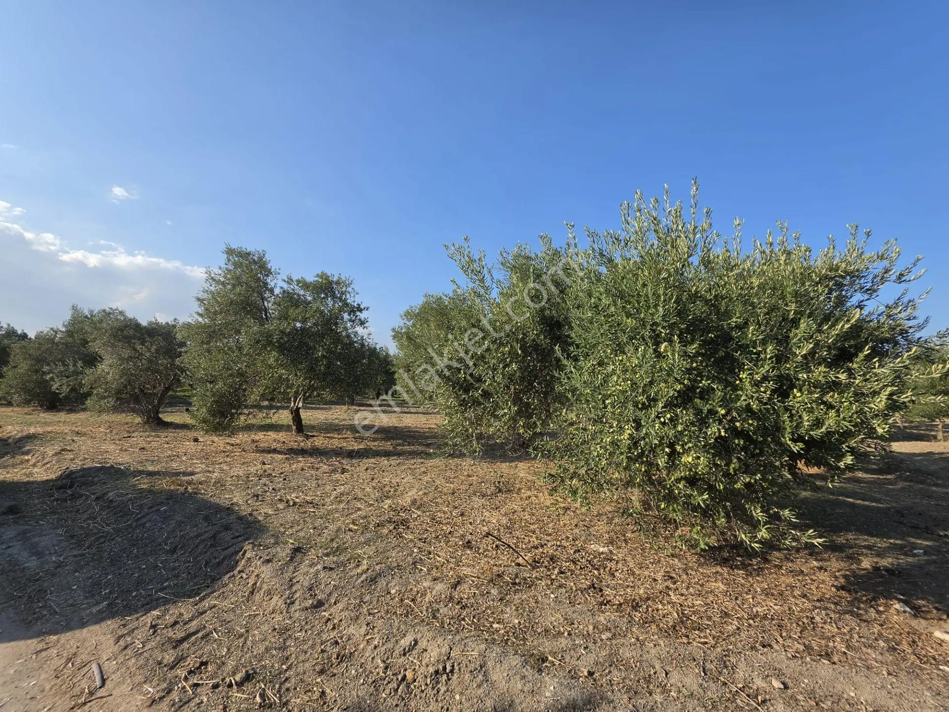 Akhisar Bünyani Osmaniye'de 2.800 M² Satılık Zeytinlik – Yatırım Fırsatı! — fotoğraf 26