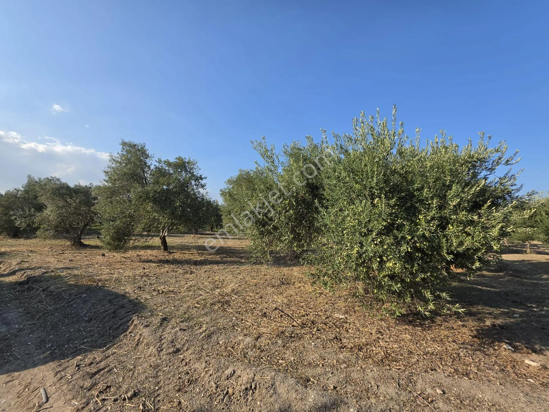 Akhisar Bünyani Osmaniye'de 2.800 M² Satılık Zeytinlik – Yatırım Fırsatı! — fotoğraf 27