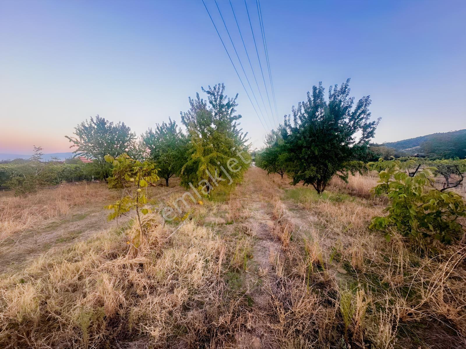 Belenyaka'da Badem, Ceviz Ve Zeytin Ağaçlarının Bulunduğu Tarla — fotoğraf 2