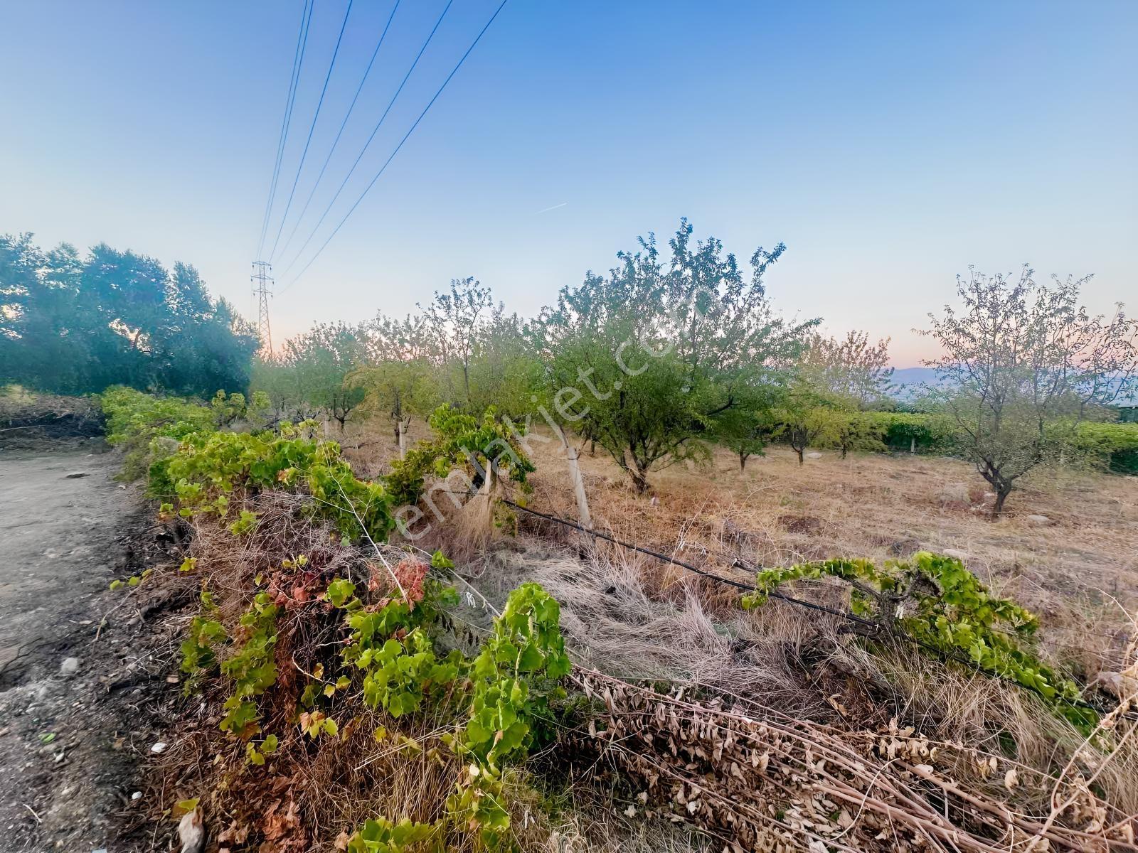 Belenyaka'da Badem, Ceviz Ve Zeytin Ağaçlarının Bulunduğu Tarla — fotoğraf 6