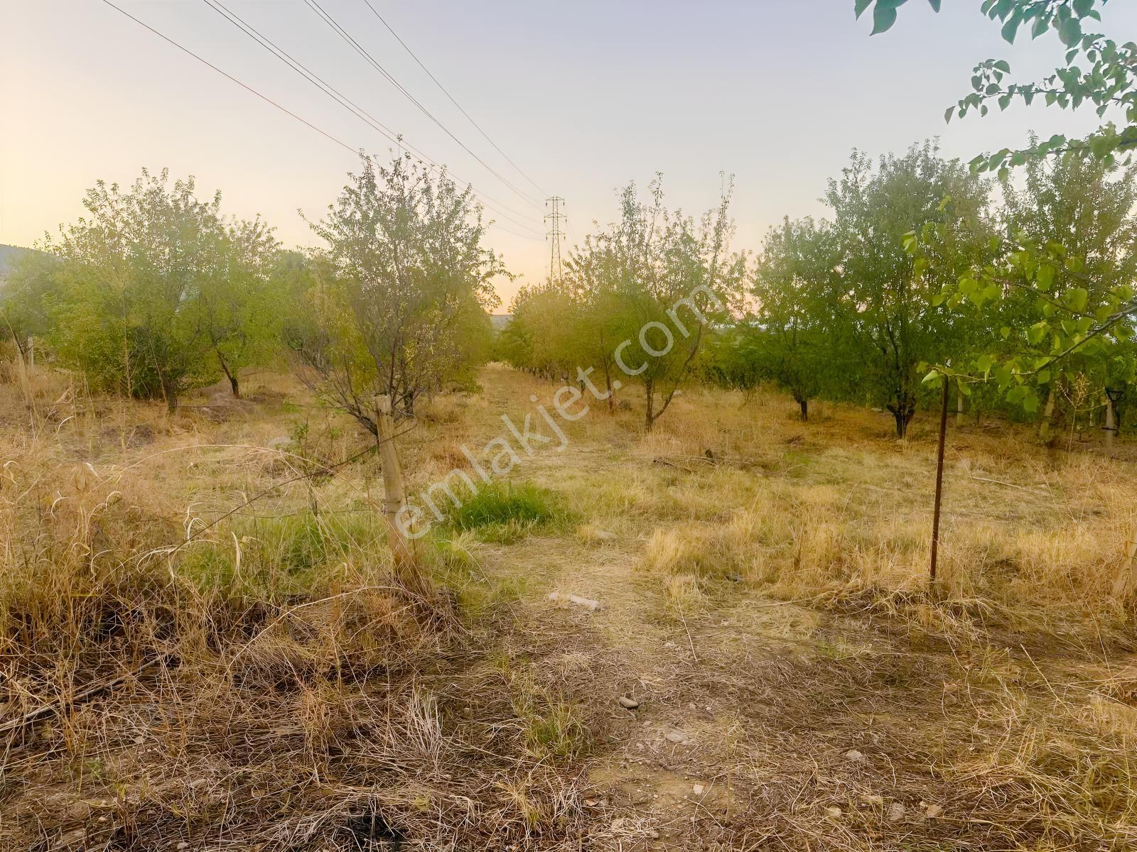 Belenyaka'da Badem, Ceviz Ve Zeytin Ağaçlarının Bulunduğu Tarla — fotoğraf 9