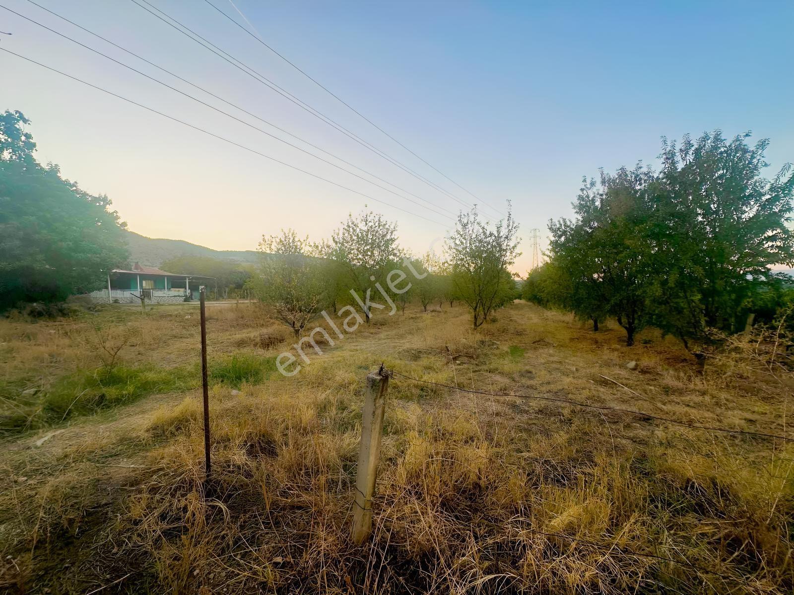 Belenyaka'da Badem, Ceviz Ve Zeytin Ağaçlarının Bulunduğu Tarla — fotoğraf 10