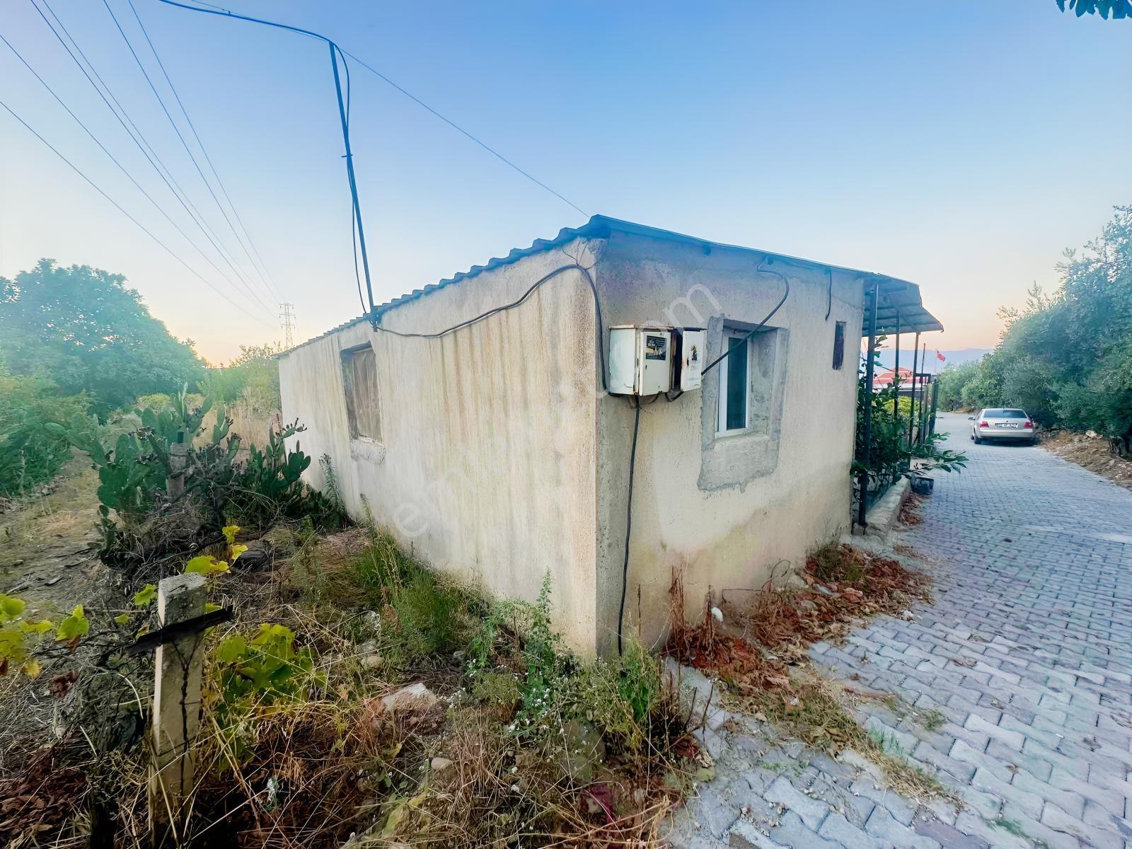 Belenyaka'da Badem, Ceviz Ve Zeytin Ağaçlarının Bulunduğu Tarla — fotoğraf 13