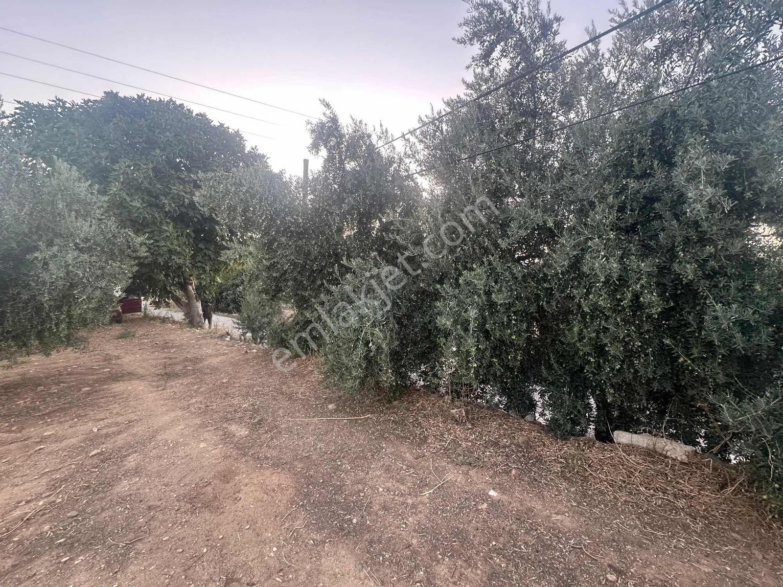 Belenyaka'da Badem, Ceviz Ve Zeytin Ağaçlarının Bulunduğu Tarla — fotoğraf 14