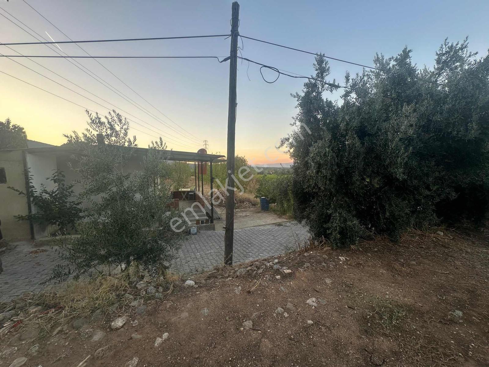 Belenyaka'da Badem, Ceviz Ve Zeytin Ağaçlarının Bulunduğu Tarla — fotoğraf 15