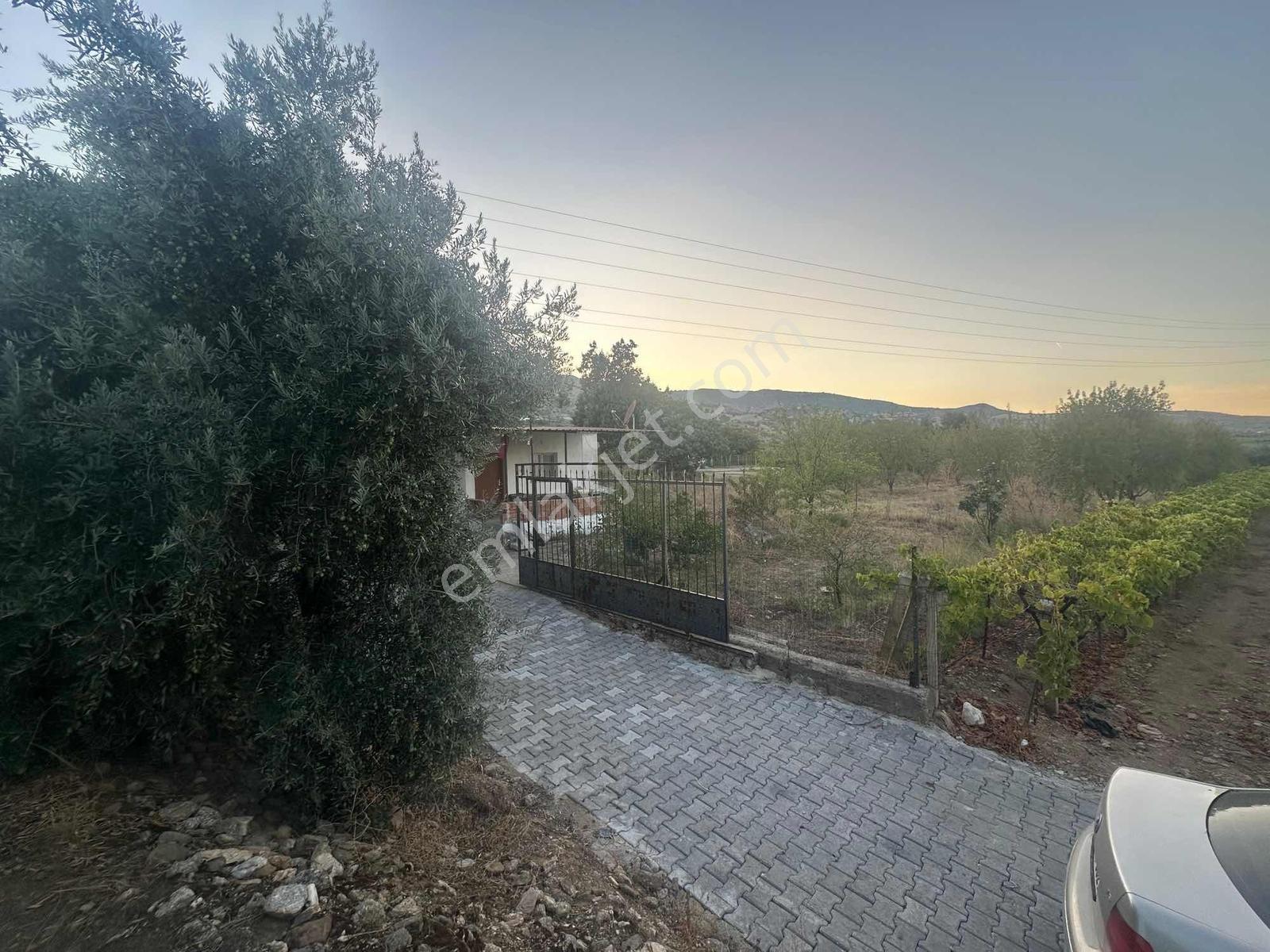 Belenyaka'da Badem, Ceviz Ve Zeytin Ağaçlarının Bulunduğu Tarla — fotoğraf 16