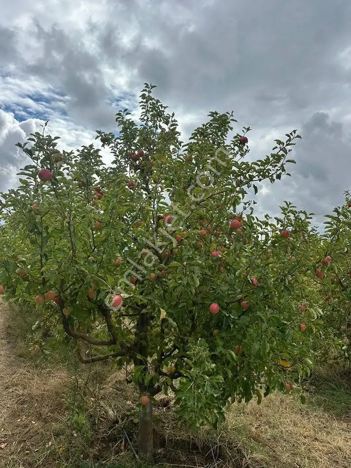 Tc Emlaktan Satılık Toplam 202 Dönüm Arazi ! — fotoğraf 12
