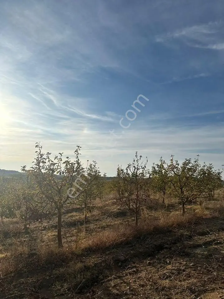 Tc Emlaktan Satılık Toplam 202 Dönüm Arazi ! — fotoğraf 29