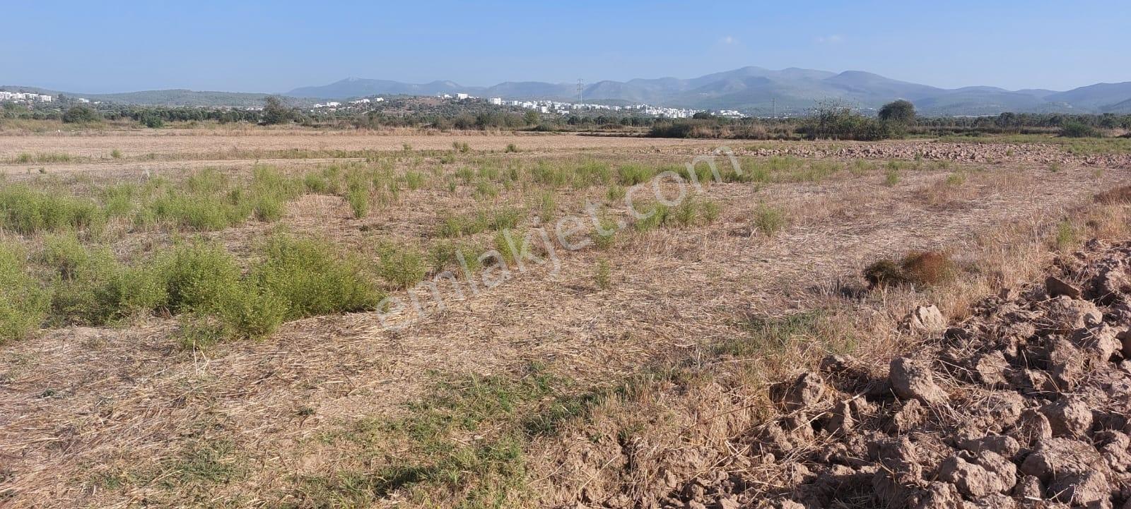 Mumcular'Da Ana Yola Yakın 1213 M2 Tarla