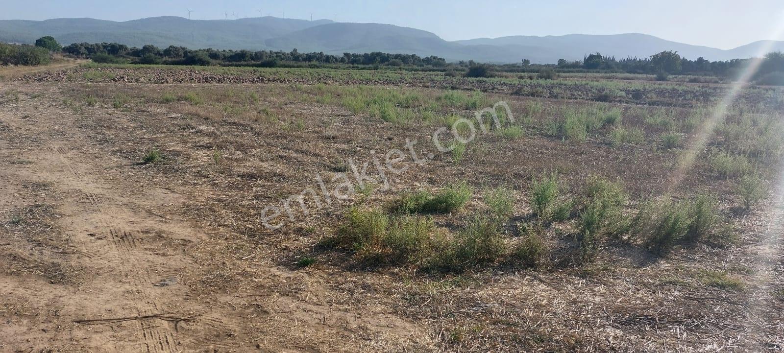 Mumcular'da Ana Yola Yakın 1213 M2 Tarla — fotoğraf 4