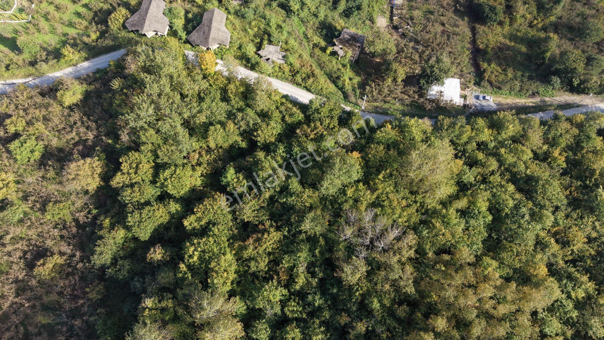 Sapanca Fevziyede Satılık 13.823 M2 Fındık Bahçesi — fotoğraf 6