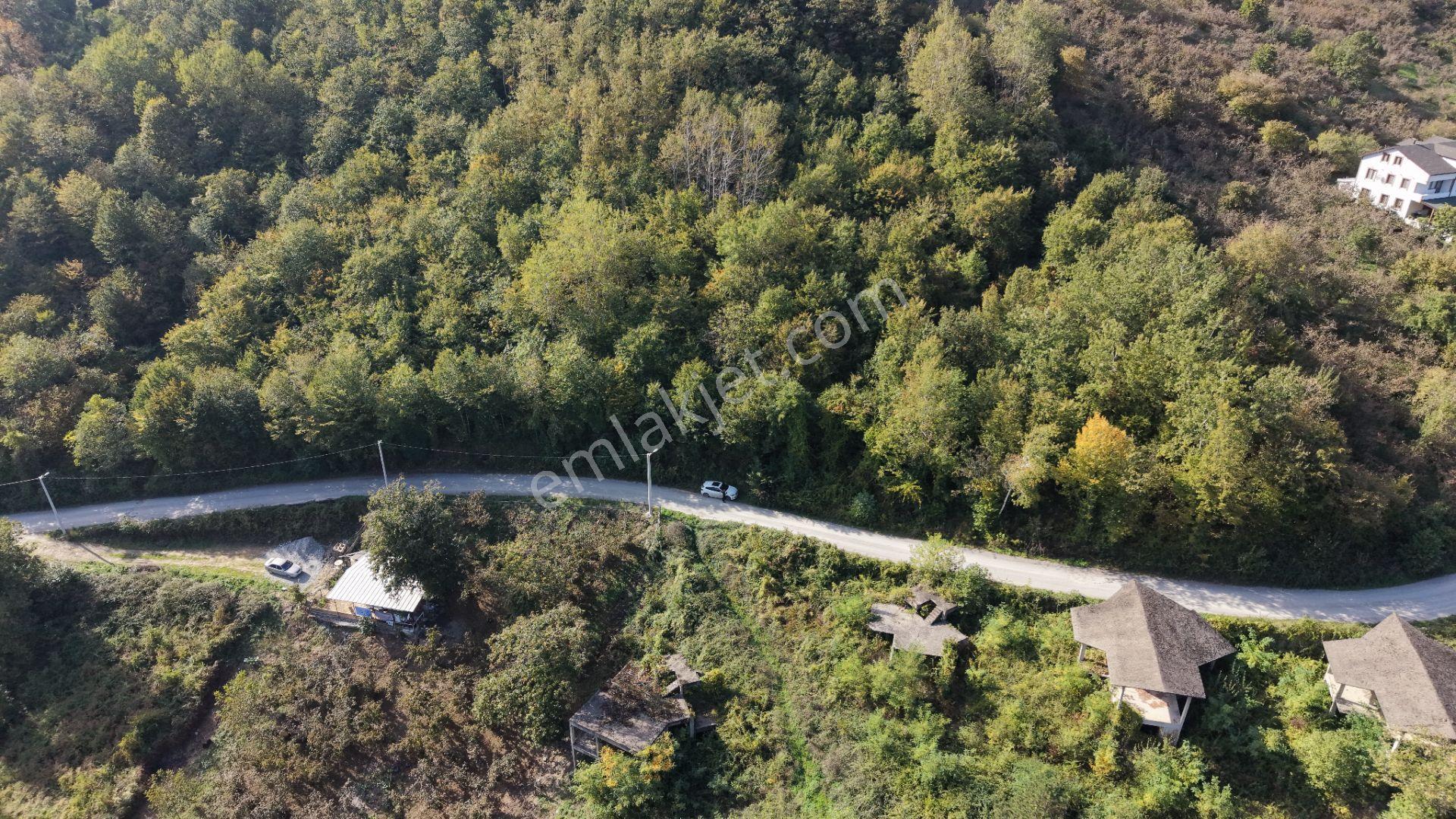 Sapanca Fevziyede Satılık 13.823 M2 Fındık Bahçesi — fotoğraf 7