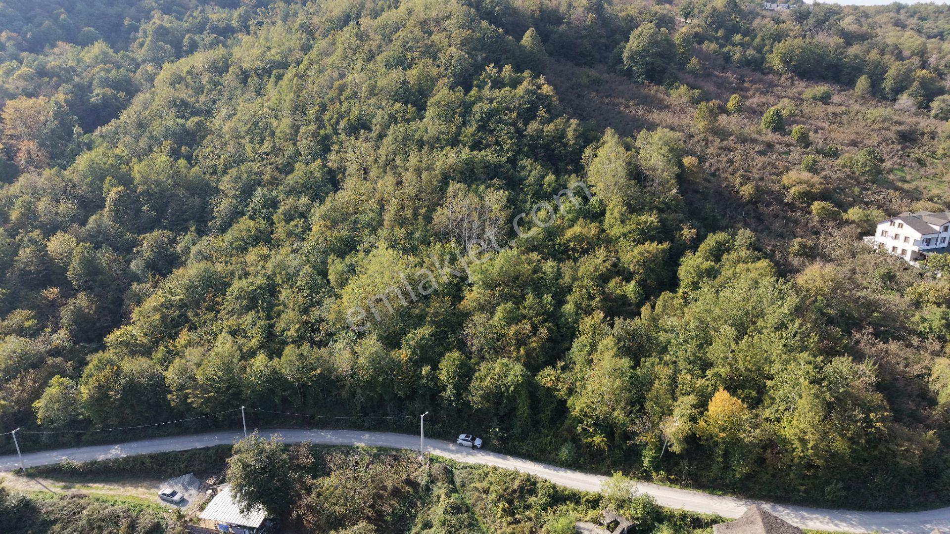 Sapanca Fevziyede Satılık 13.823 M2 Fındık Bahçesi — fotoğraf 9