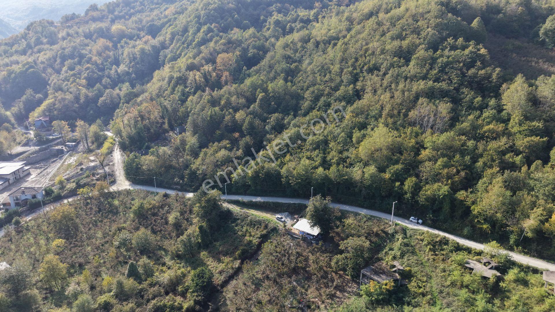 Sapanca Fevziyede Satılık 13.823 M2 Fındık Bahçesi — fotoğraf 10