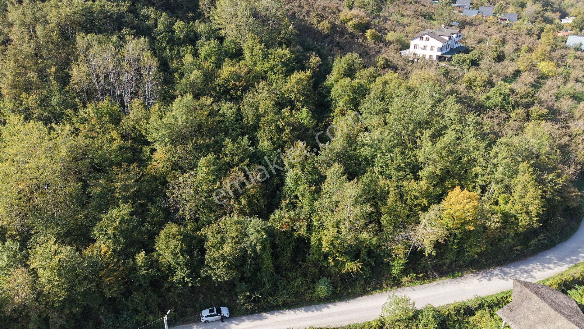 Sapanca Fevziyede Satılık 13.823 M2 Fındık Bahçesi — fotoğraf 13