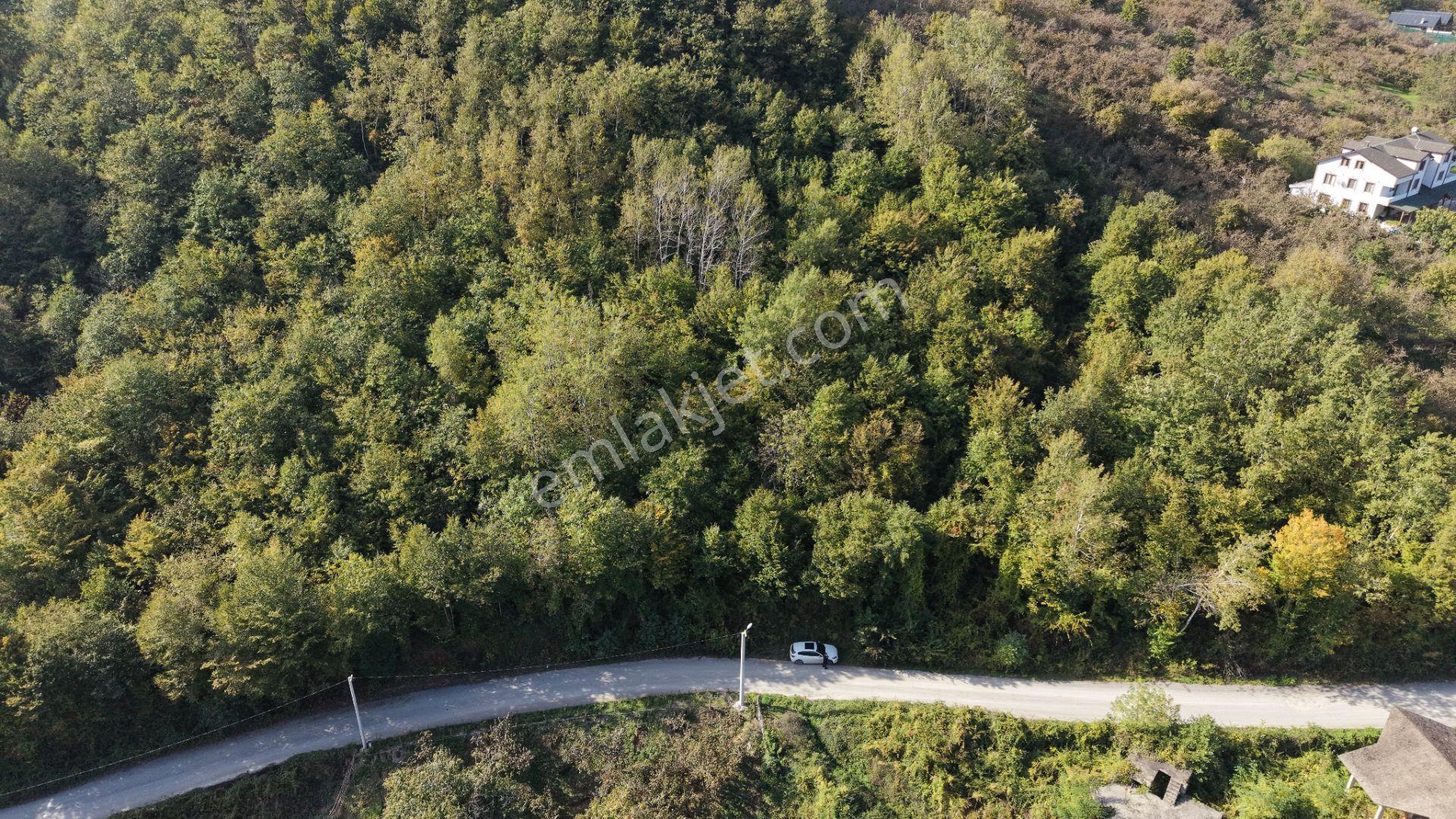 Sapanca Fevziyede Satılık 13.823 M2 Fındık Bahçesi — fotoğraf 14