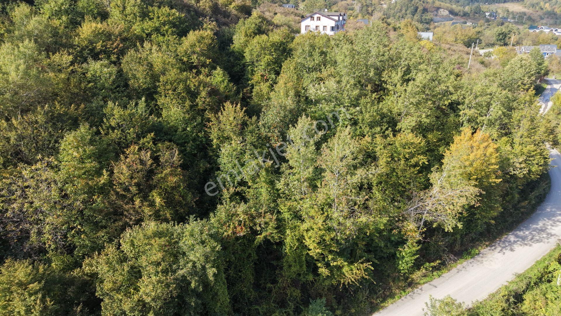 Sapanca Fevziyede Satılık 13.823 M2 Fındık Bahçesi — fotoğraf 17