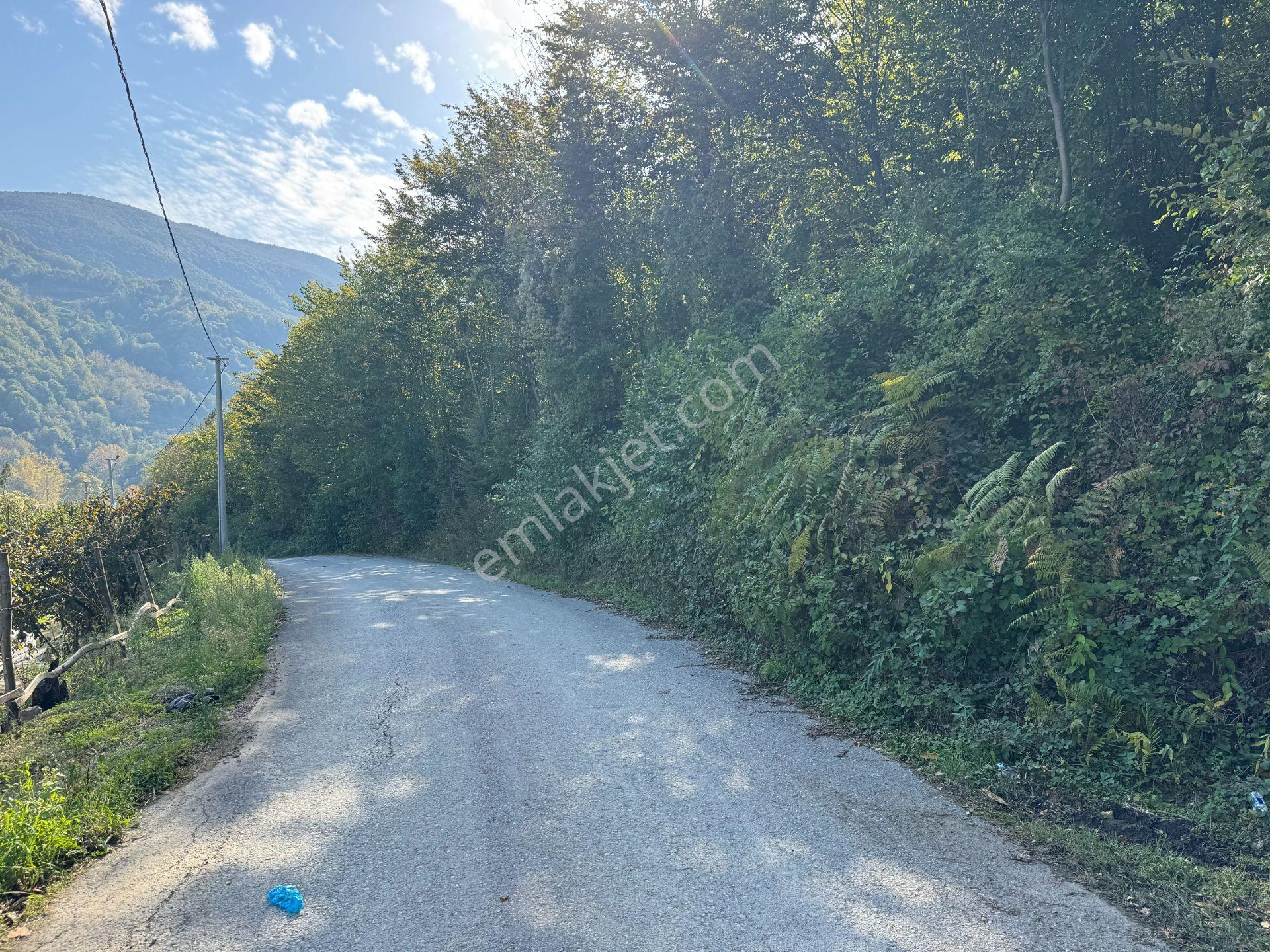 Sapanca Fevziyede Satılık 13.823 M2 Fındık Bahçesi — fotoğraf 21