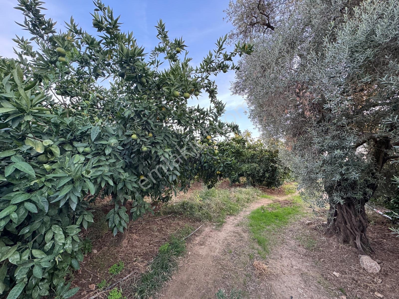 Remax Pin'den İncirliova Karabağ'da Satılık Mandalina Bahçesi — fotoğraf 6