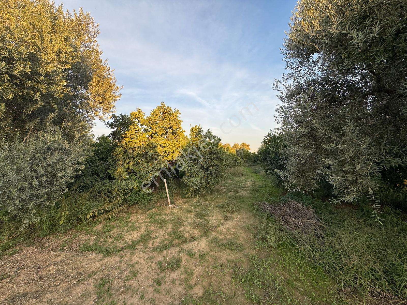 Remax Pin'den İncirliova Karabağ'da Satılık Mandalina Bahçesi — fotoğraf 17