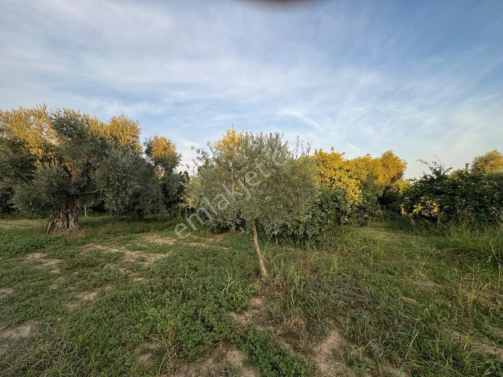 Remax Pin'den İncirliova Karabağ'da Satılık Mandalina Bahçesi — fotoğraf 18