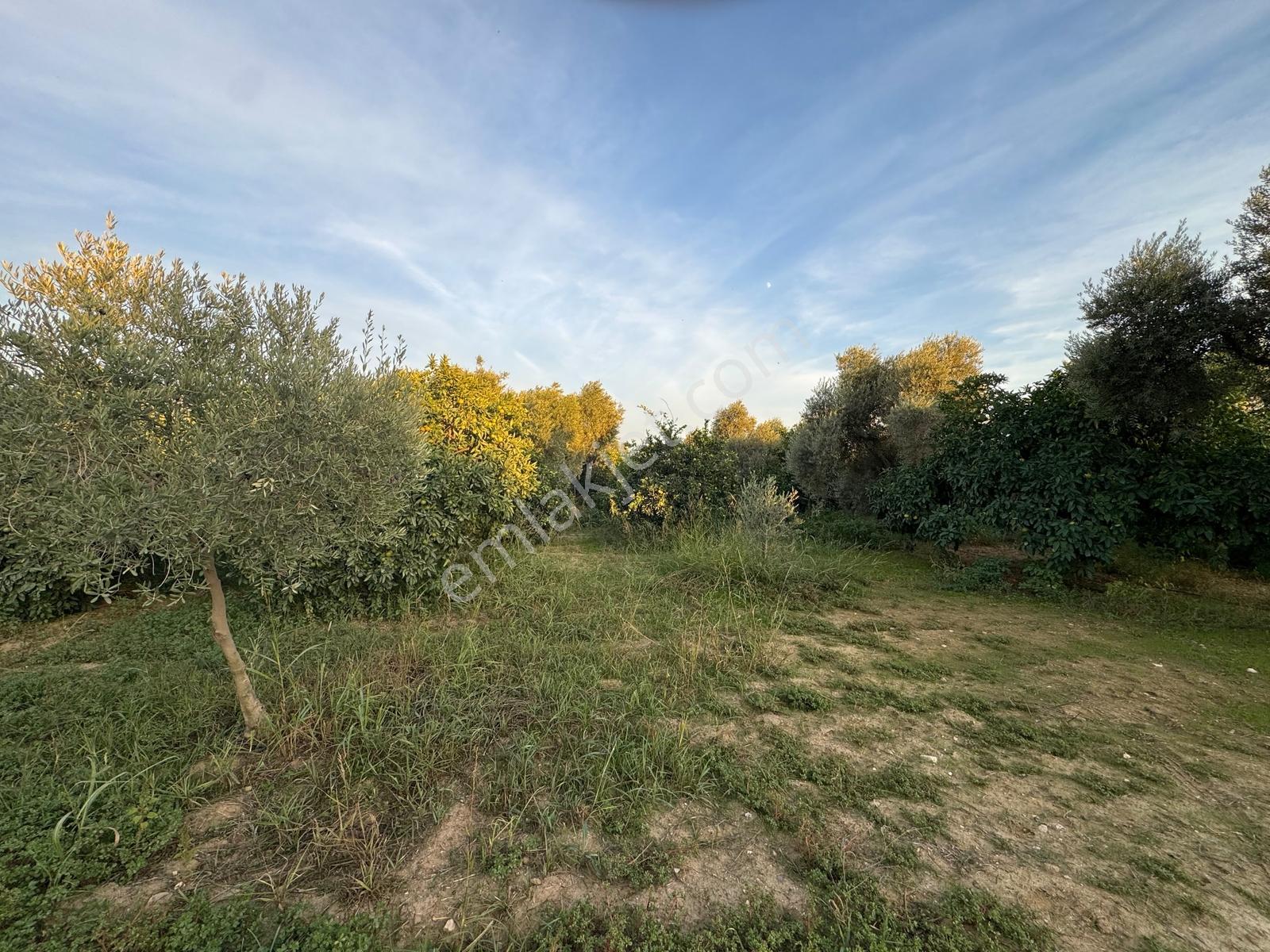 Remax Pin'den İncirliova Karabağ'da Satılık Mandalina Bahçesi — fotoğraf 19