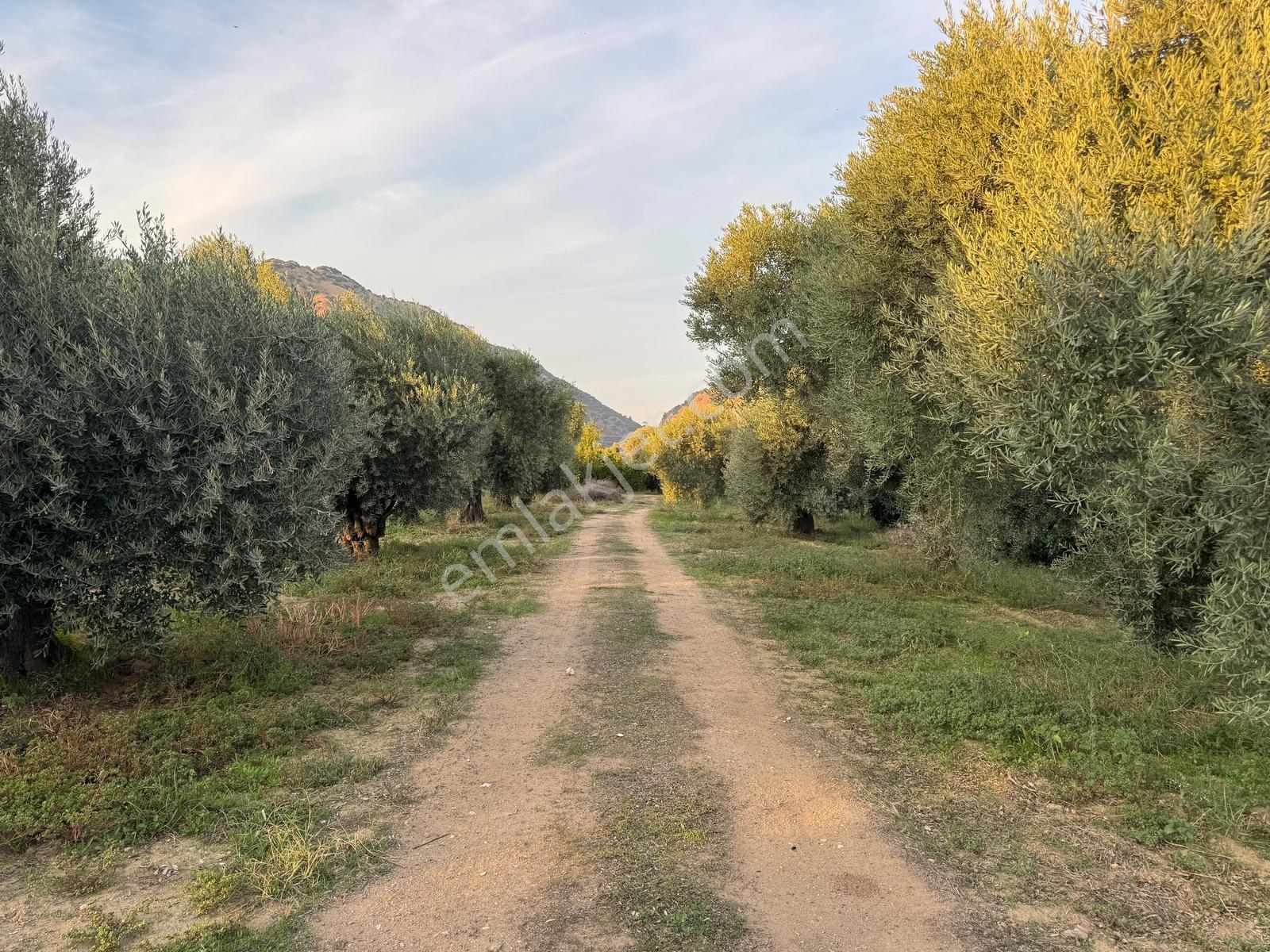 Remax Pin'den İncirliova Karabağ'da Satılık Mandalina Bahçesi — fotoğraf 20