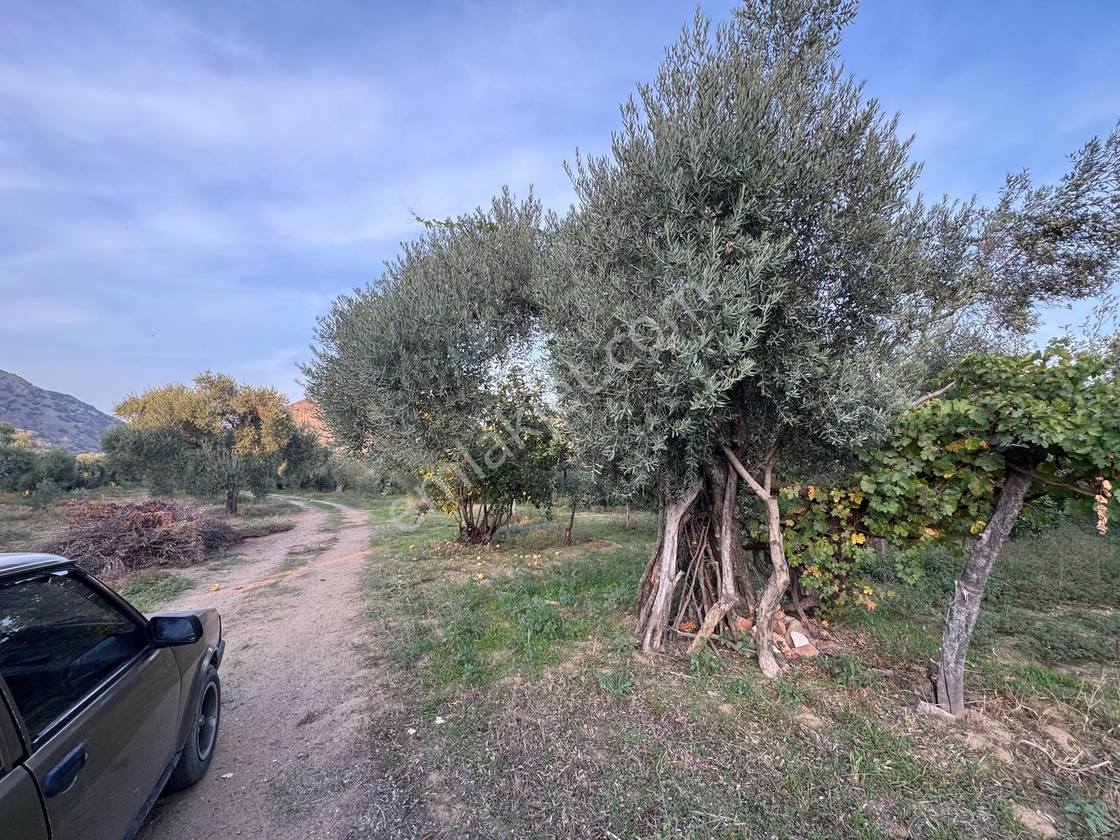 Remax Pin'den İncirliova Karabağ'da Satılık Mandalina Bahçesi — fotoğraf 27