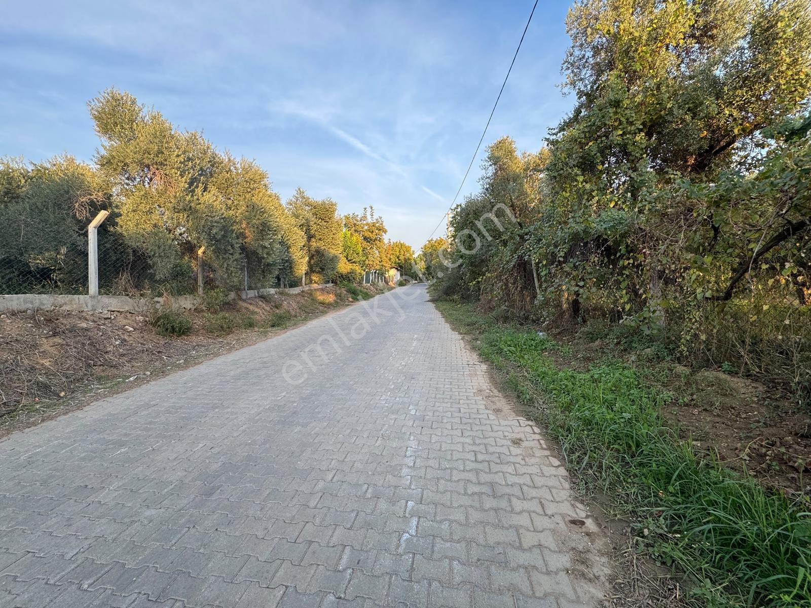 Remax Pin'den İncirliova Karabağ'da Satılık Mandalina Bahçesi — fotoğraf 28