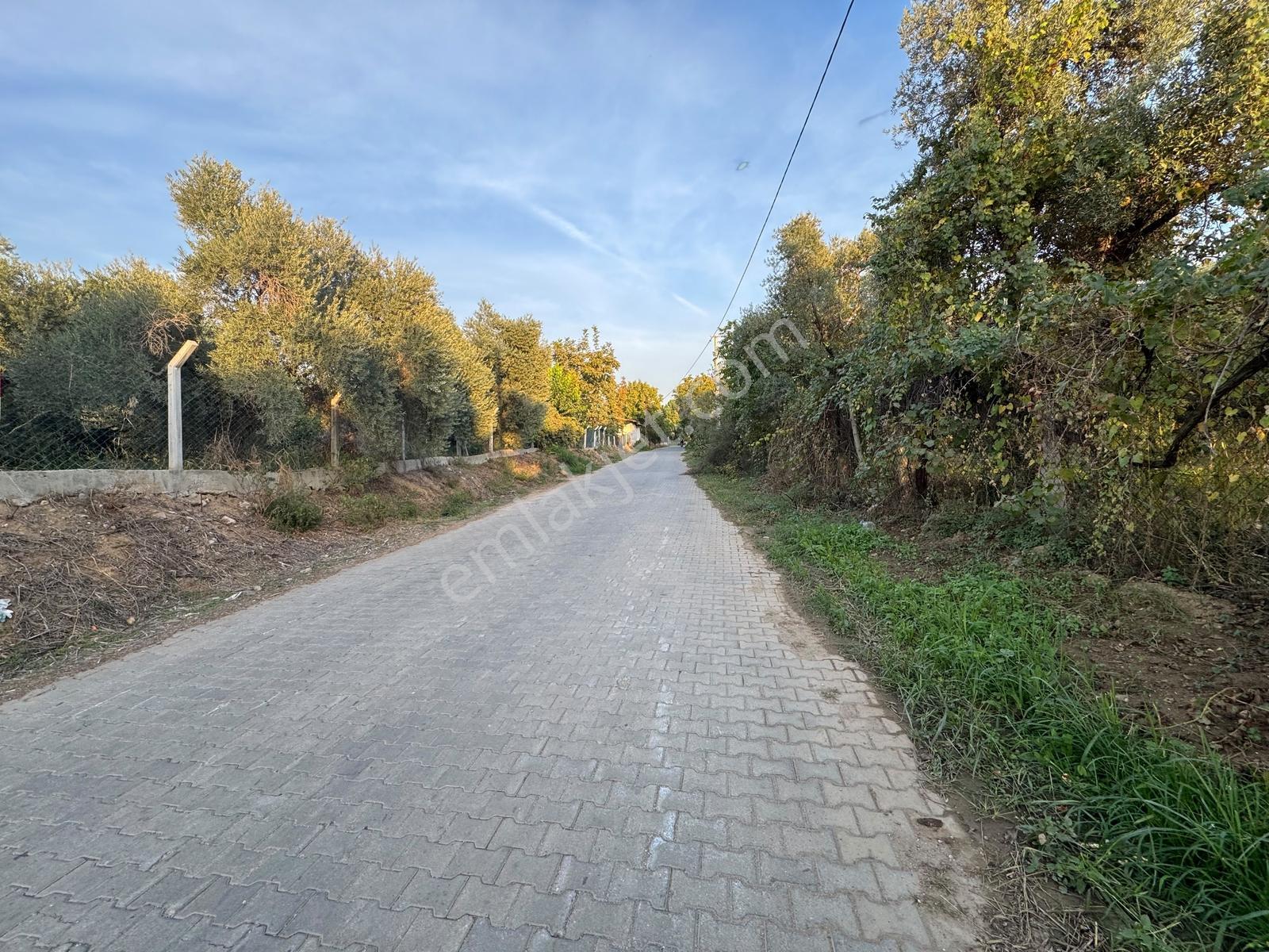 Remax Pin'den İncirliova Karabağ'da Satılık Mandalina Bahçesi — fotoğraf 30