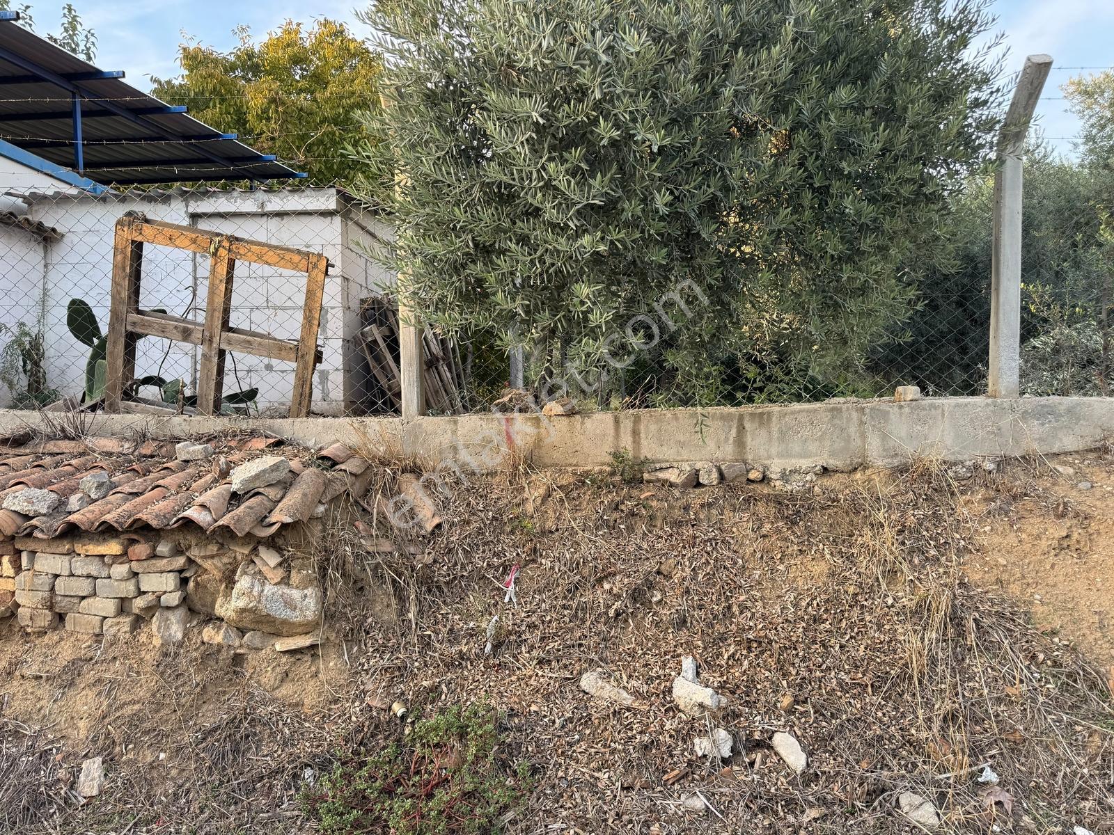 Remax Pin'den İncirliova Karabağ'da Satılık Mandalina Bahçesi — fotoğraf 31