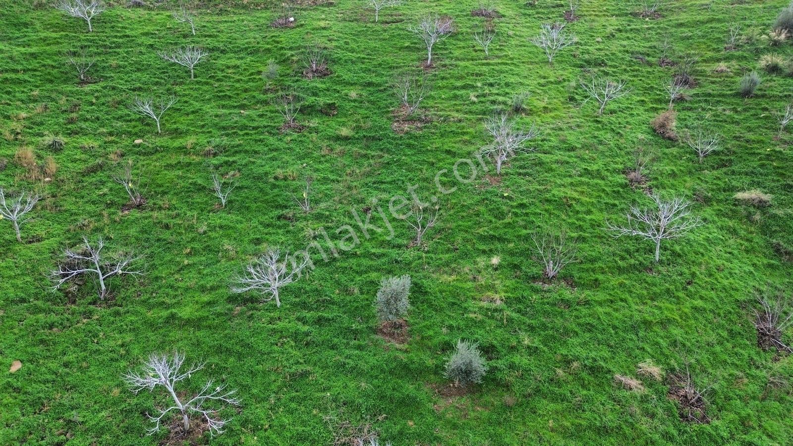 İzmir Tire Sb Emlak'tan Peşrefli Mah. Yatırımlık İncirlik — fotoğraf 3