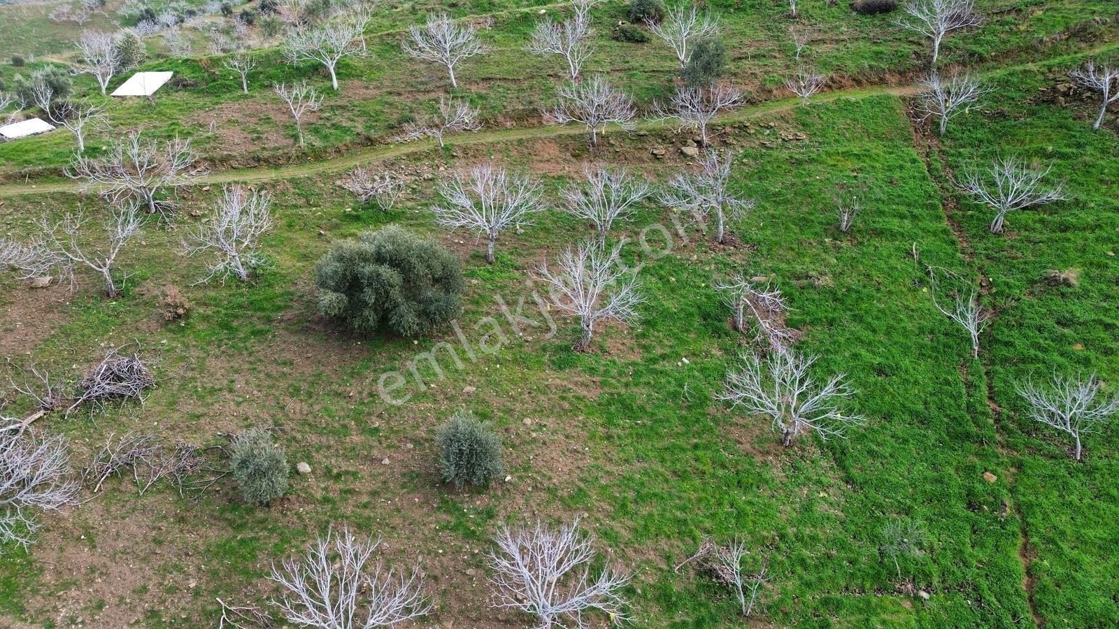 İzmir Tire Sb Emlak'tan Peşrefli Mah. Yatırımlık İncirlik — fotoğraf 5