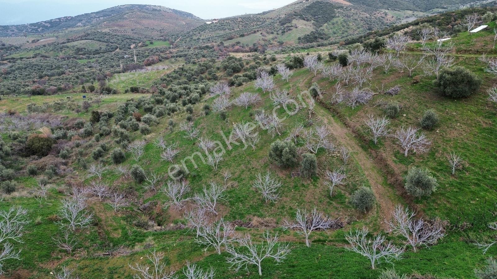 İzmir Tire Sb Emlak'tan Peşrefli Mah. Yatırımlık İncirlik — fotoğraf 6